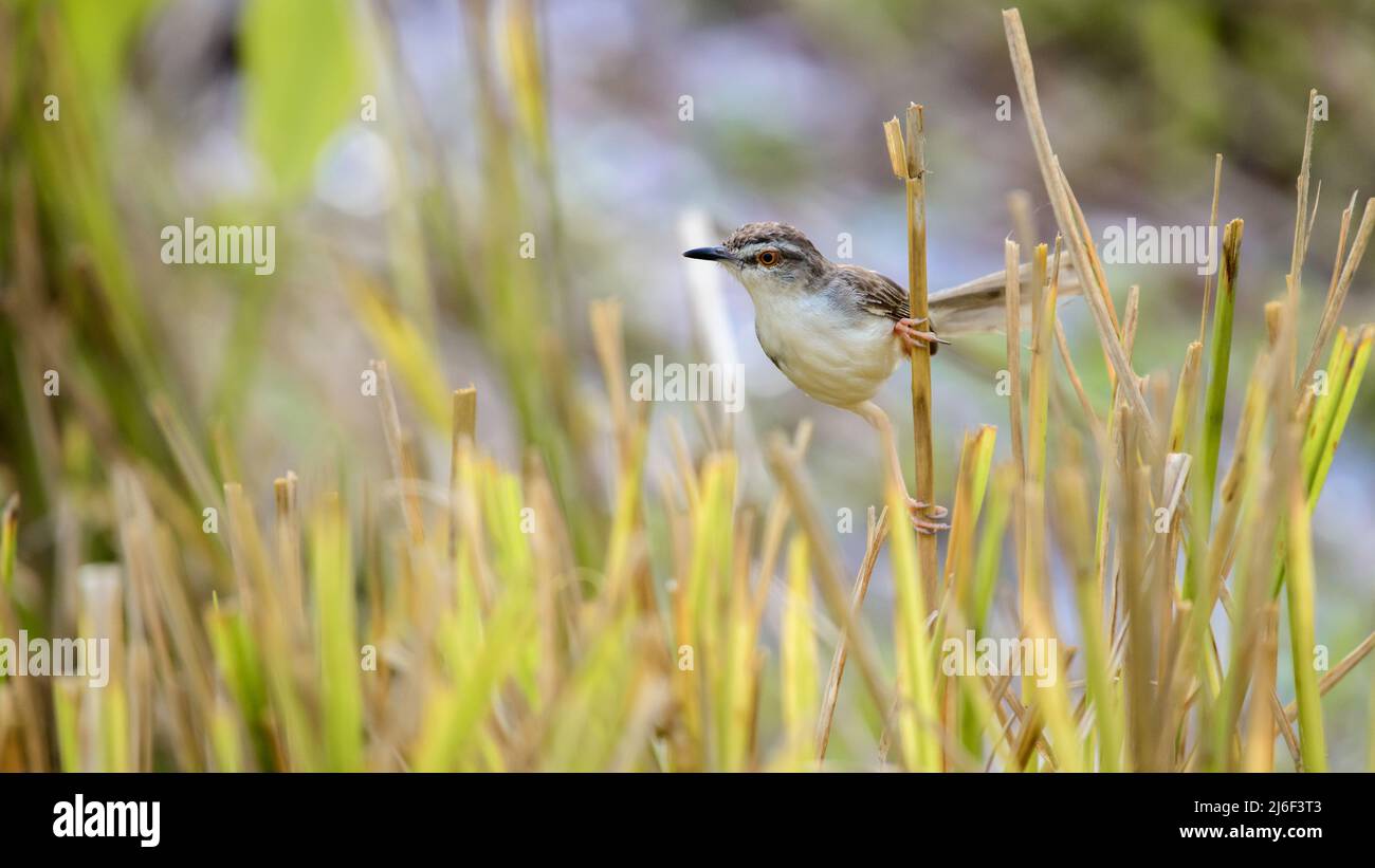 Beautiful Plain Prinia bird foraging in the paddy field, holding onto a paddy straw. Stock Photo