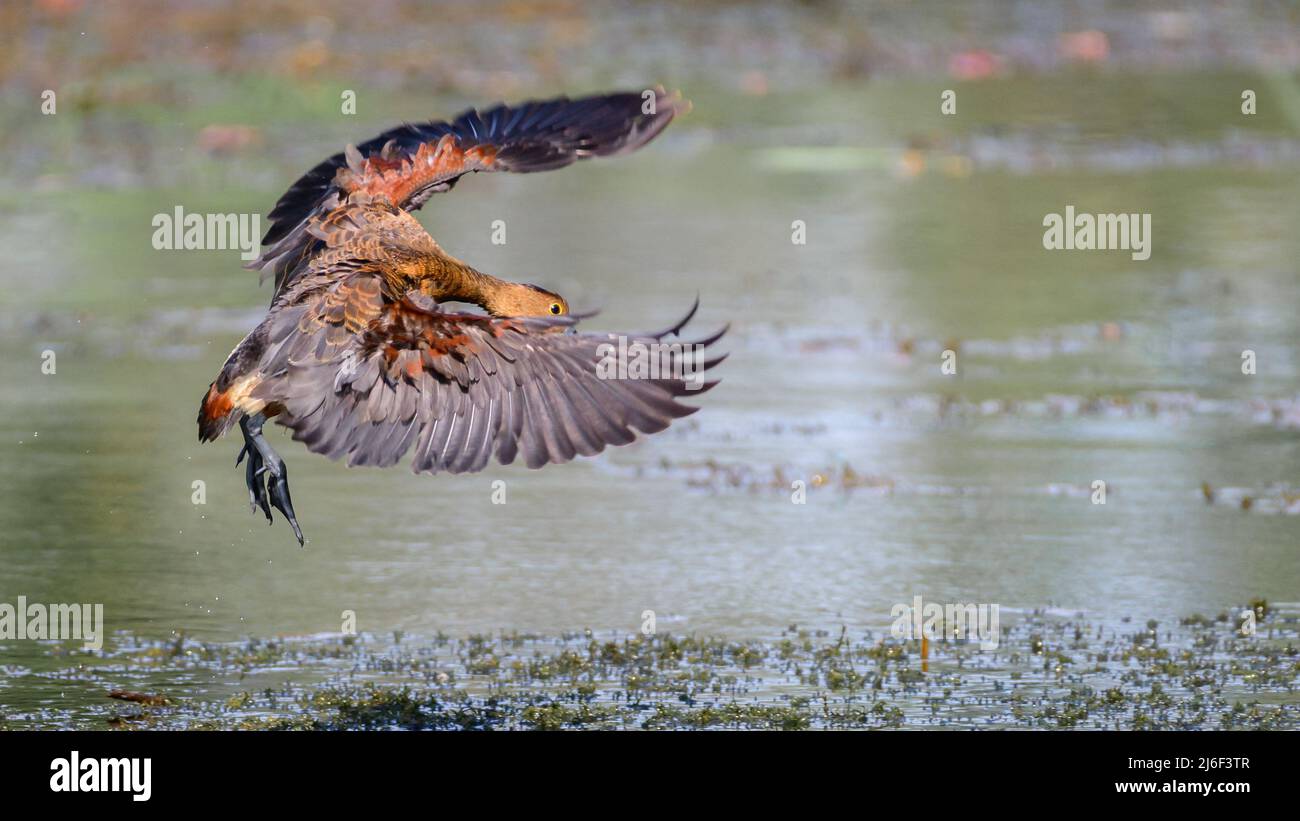Lesser whistling duck landing on to the swamp. Photographed in Diyasaru Park, Thalawathugoda. Stock Photo