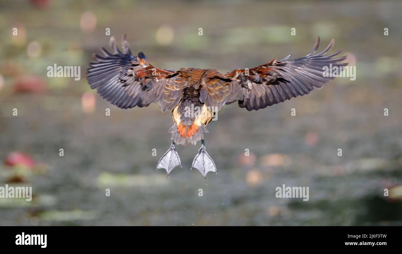 Lesser whistling teal in-flight, full wingspan display from behind the bird. landing on to the swamp in Diyasaru park, Thalawathugoda. Stock Photo