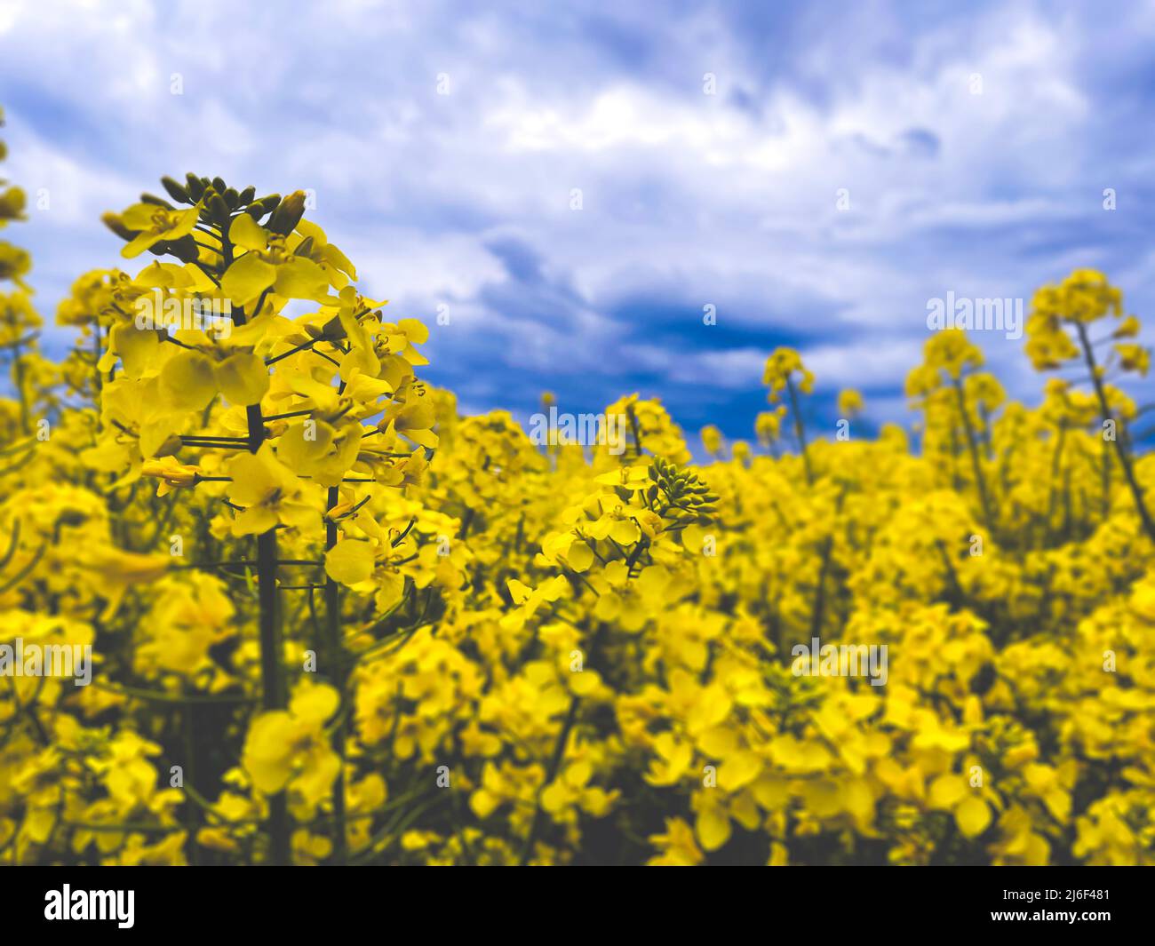 Rapeseed  flowers field with dramatic sky colorful rapeseed crops 2022 Stock Photo