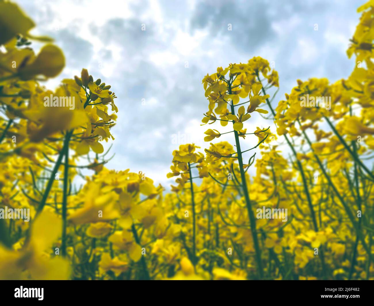 Rapeseed  flowers field with dramatic sky colorful rapeseed crops 2022 Stock Photo
