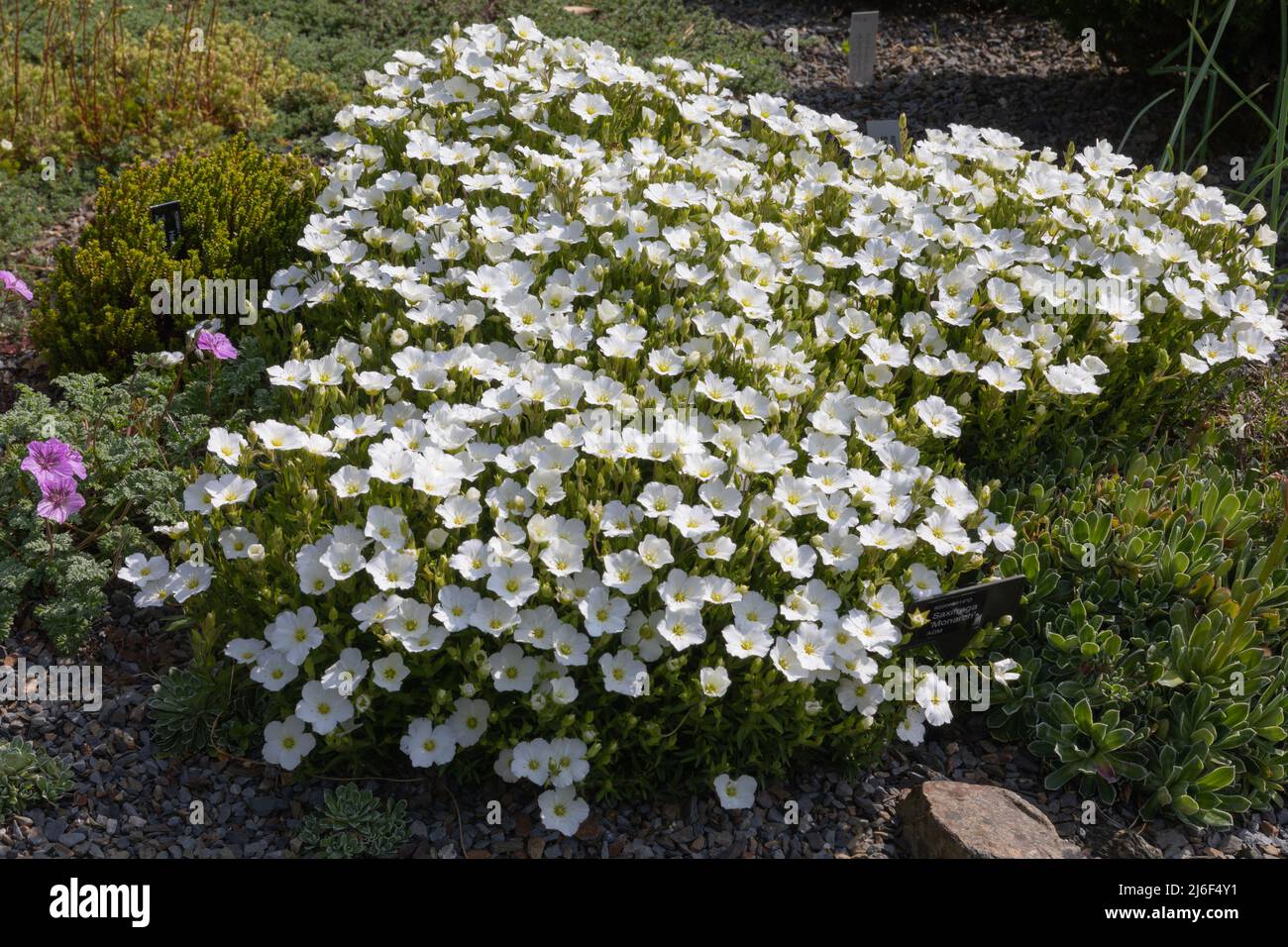 Brilliant white spring blooms of the arenaria montana blizzard forming a carpet on the ground Stock Photo