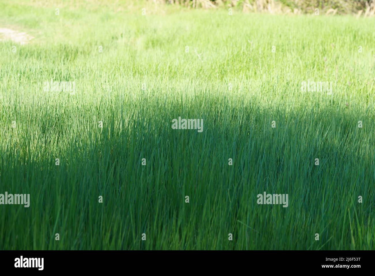 Green grass up close hi-res stock photography and images - Alamy