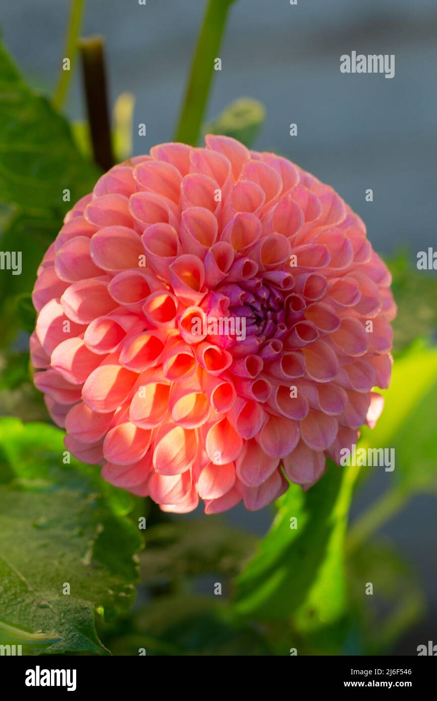 Ball dahlia, jowey winnie, an attractive coloured bloom for cut flower displays Stock Photo