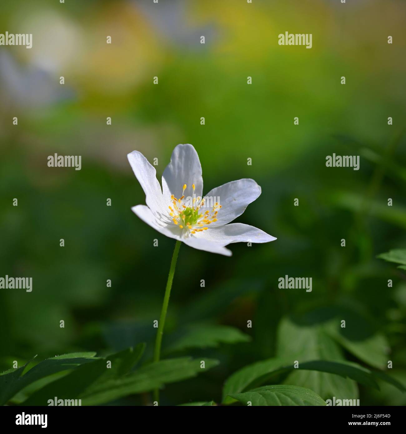 Spring white flowers in the grass Anemone (Isopyrum thalictroides) Stock Photo