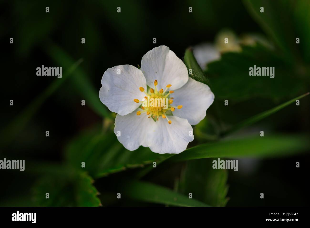 Wild Strawberry Flower In Forest Stock Photo - Alamy