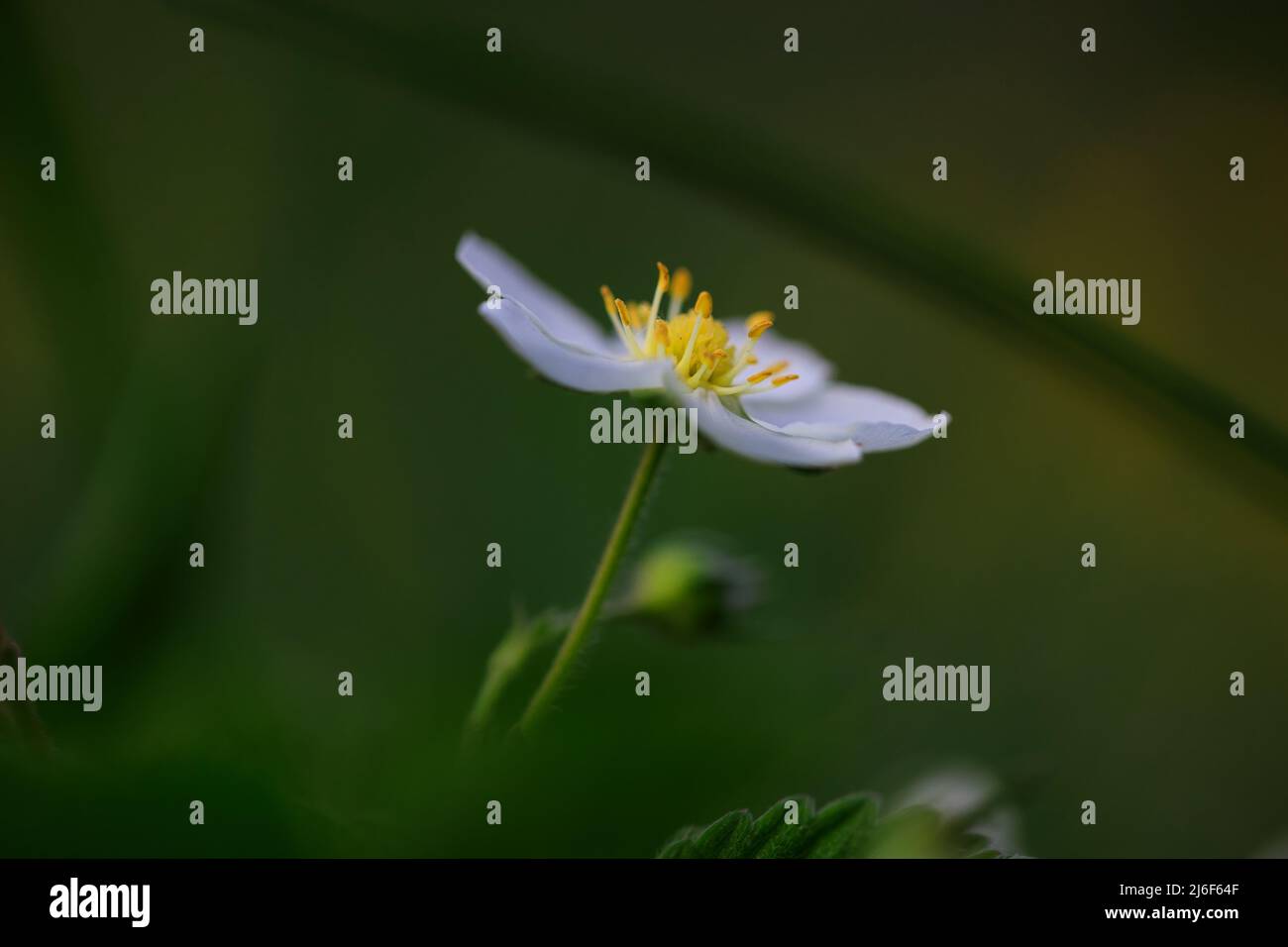 Strawberry flower hi-res stock photography and images - Alamy