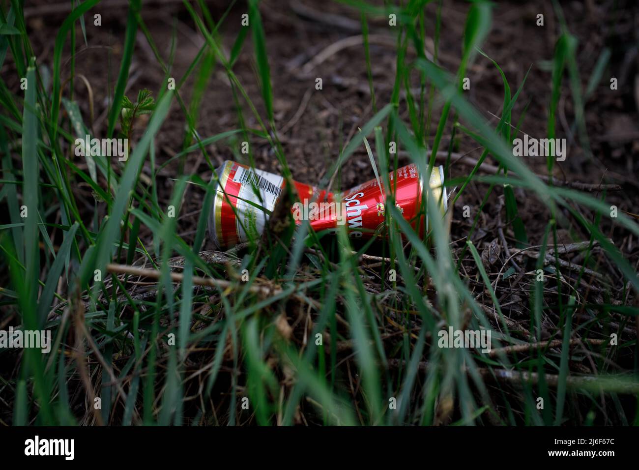 Littering In The Nature, Dropped Beer Can On The Ground Stock Photo