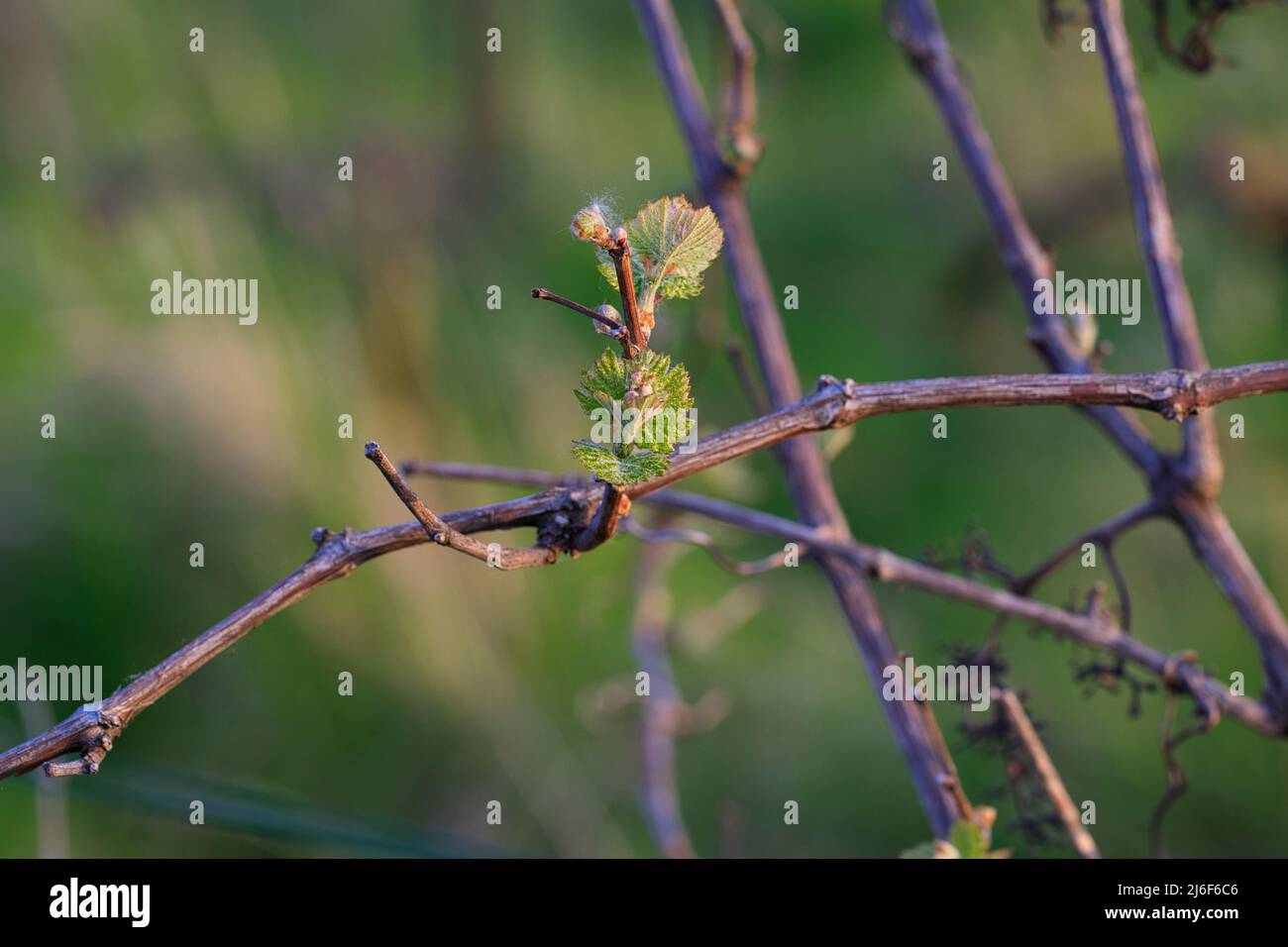 Grapevine Plant With Little Green Leaves In Spring Time Stock Photo