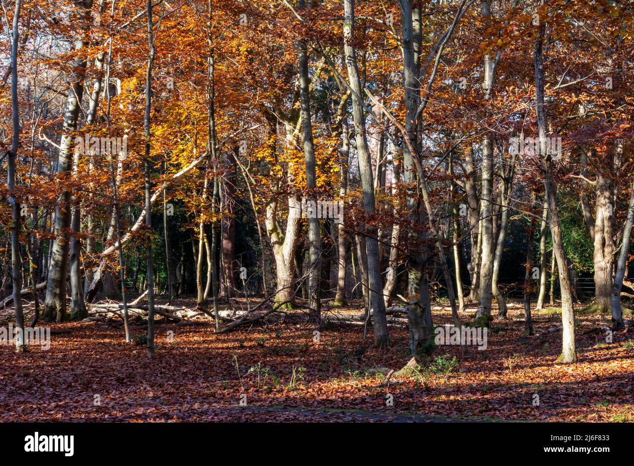 A variety of trees in their Autumn colors Stock Photo