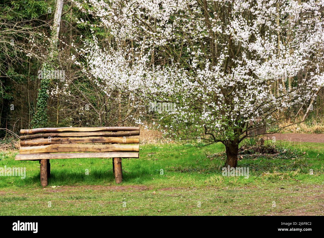 Prunus Sogdiana shrub in full flower in early spring, with a multitude of white blossom. A rustic bench is also featured. Stock Photo
