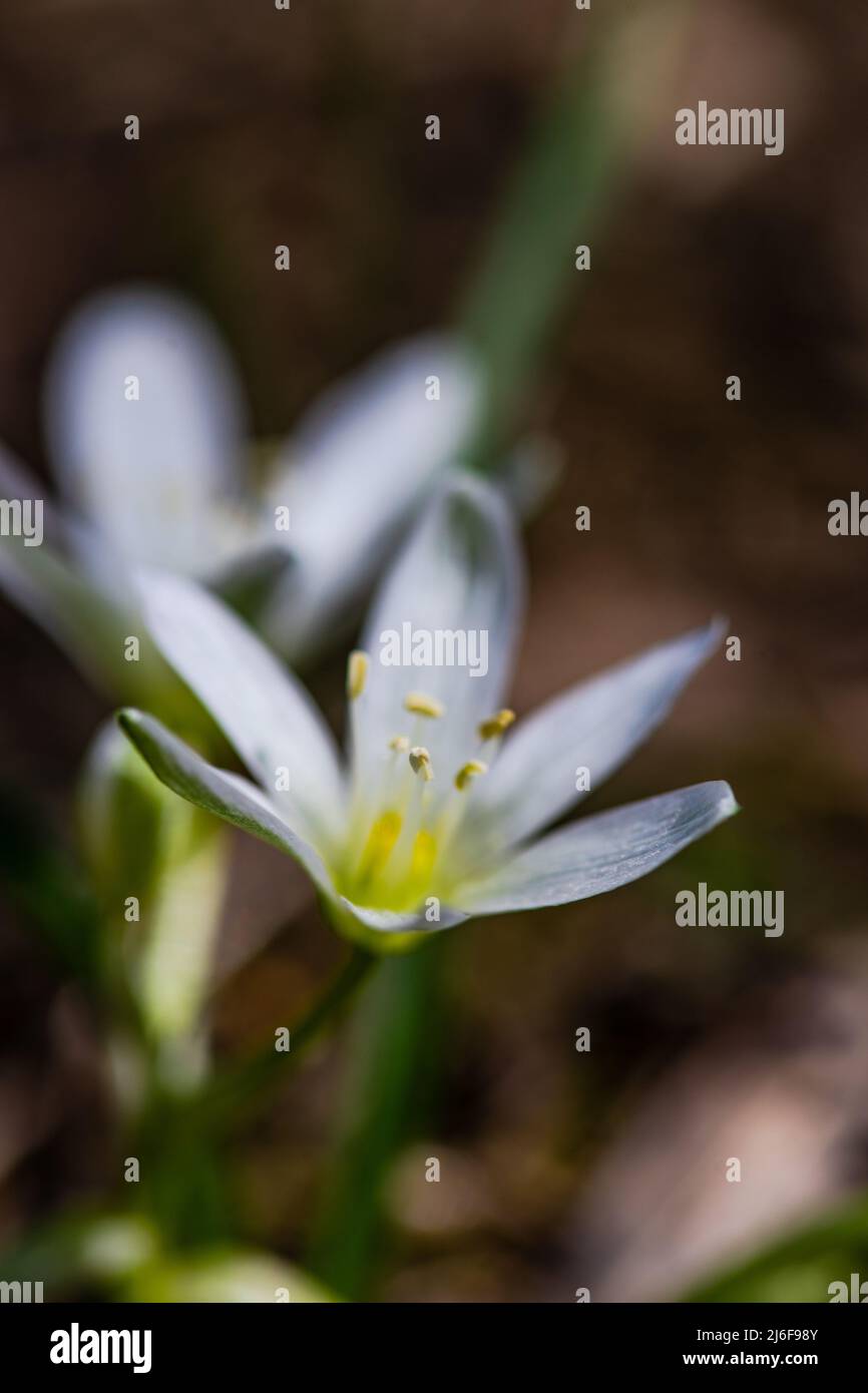 White star-of-Bethlehem flower in woodland on defocused background Stock Photo