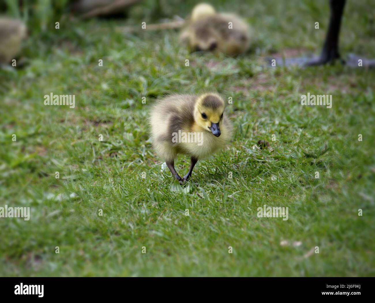 Photography of a baby goose in spring Stock Photo