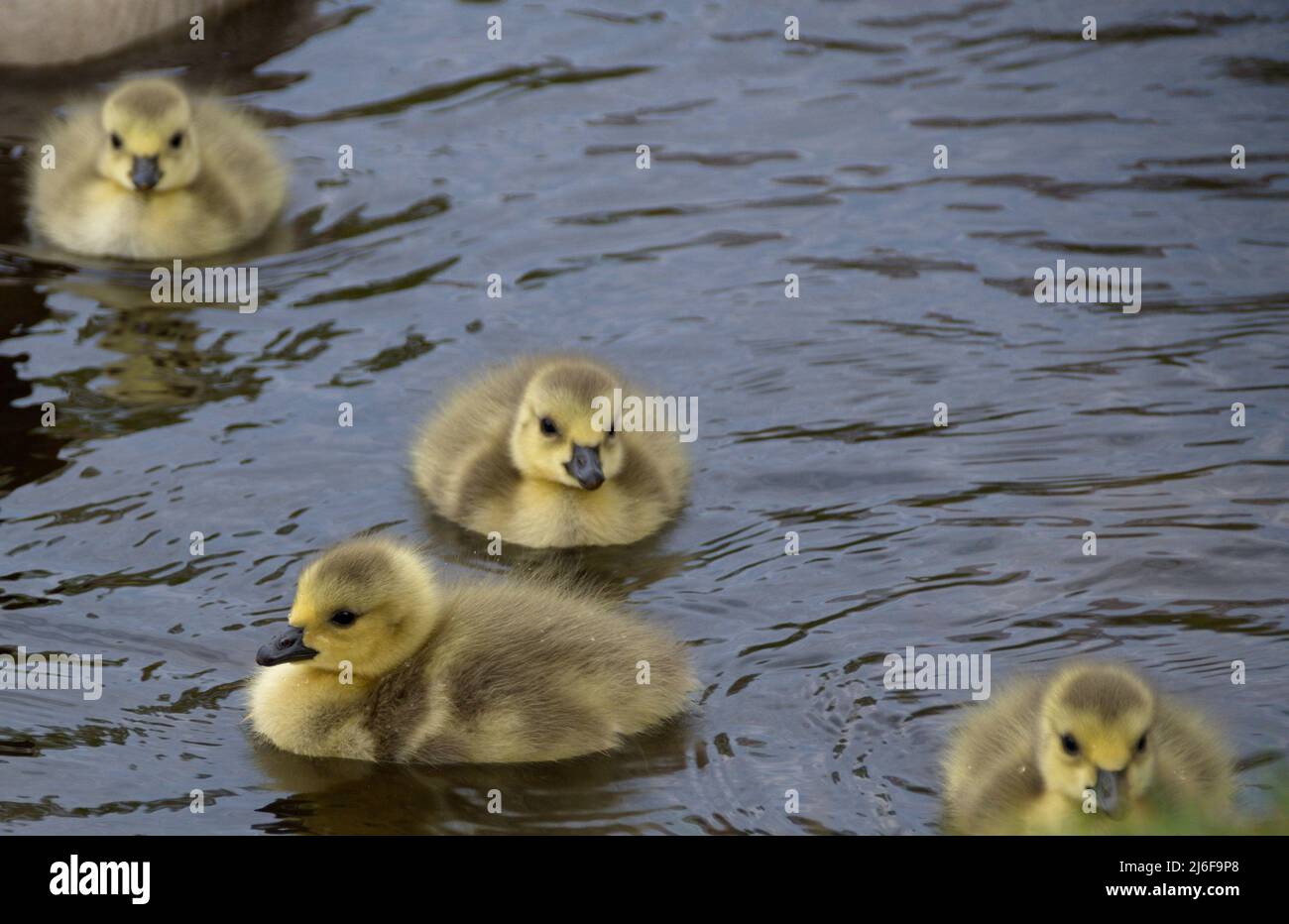 Photography of a wild baby goose Stock Photo