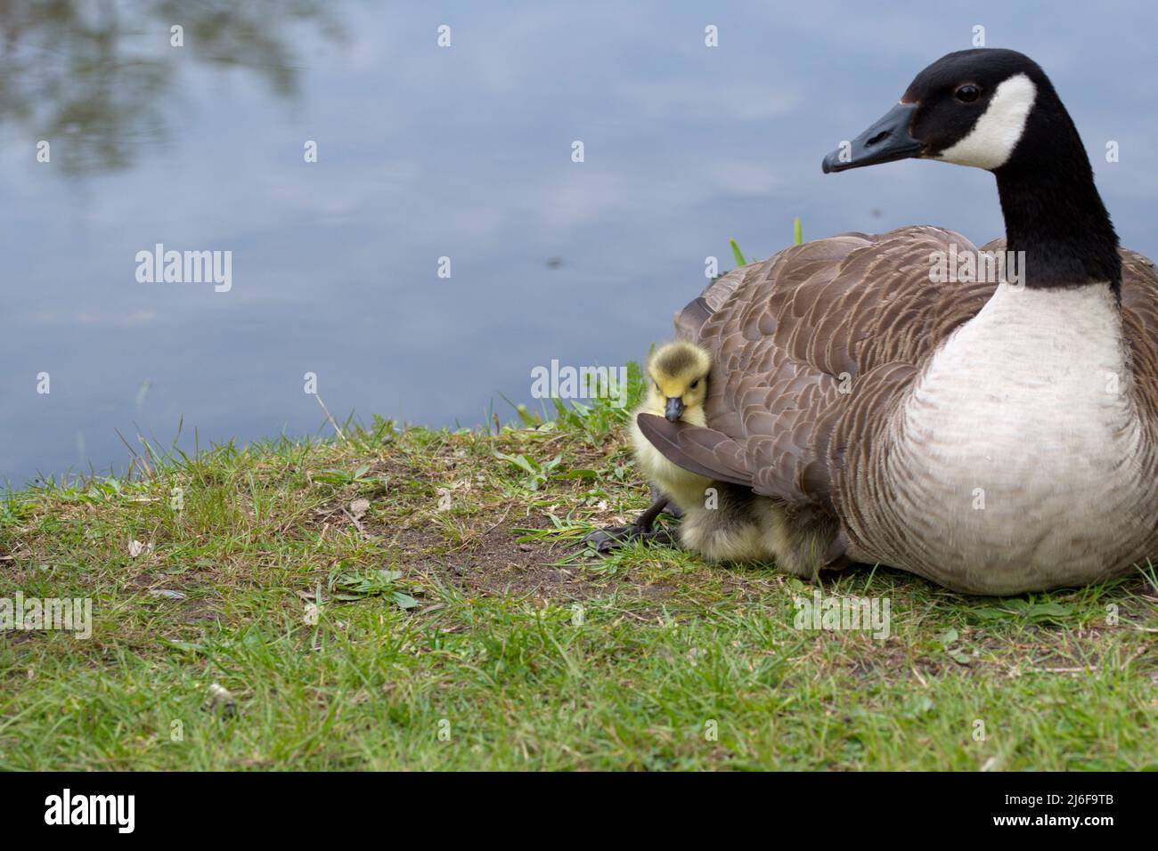 Photography of a animal baby with mother Stock Photo