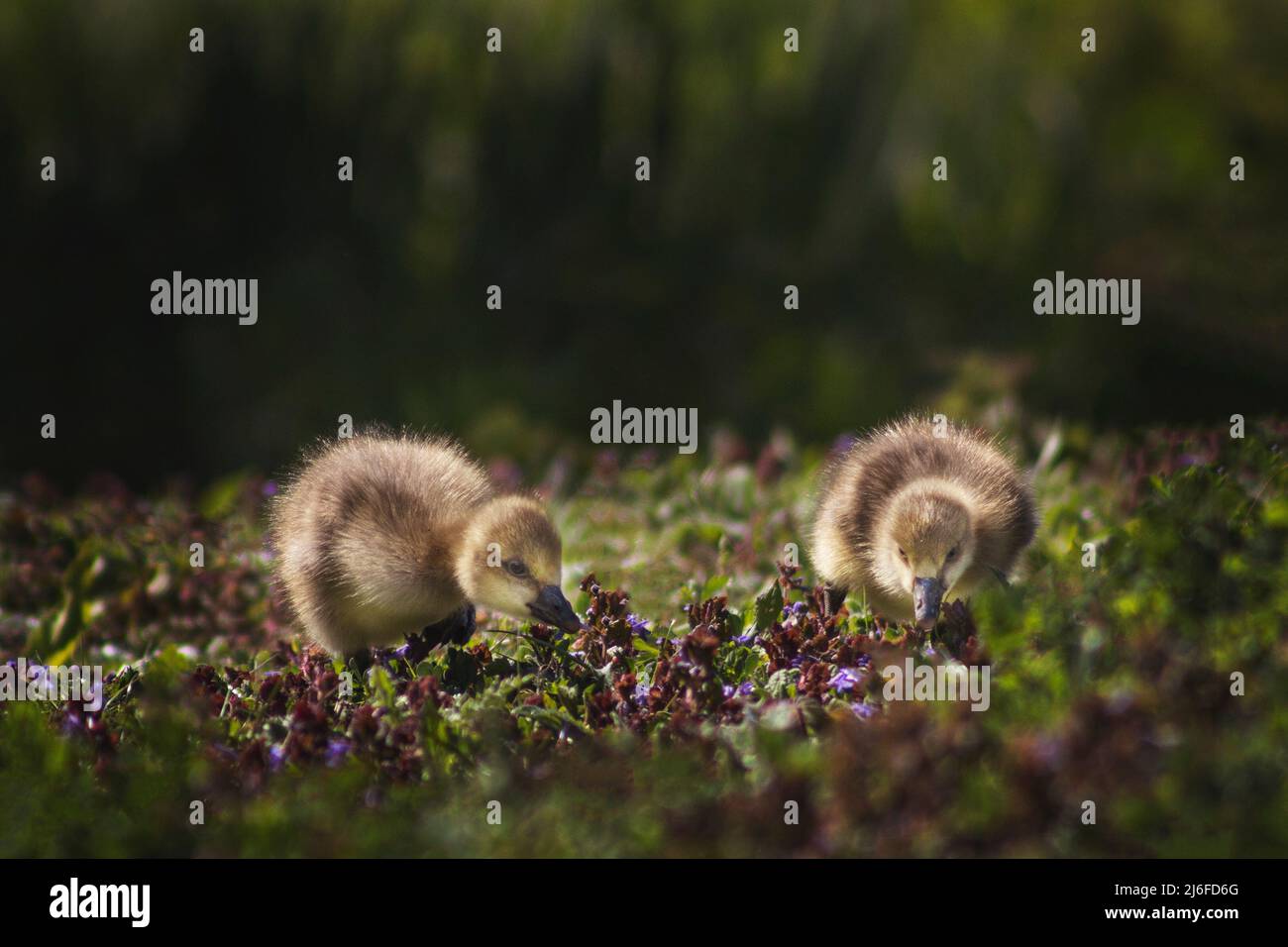 Two goslings foraging for food in West Sussex,UK Stock Photo