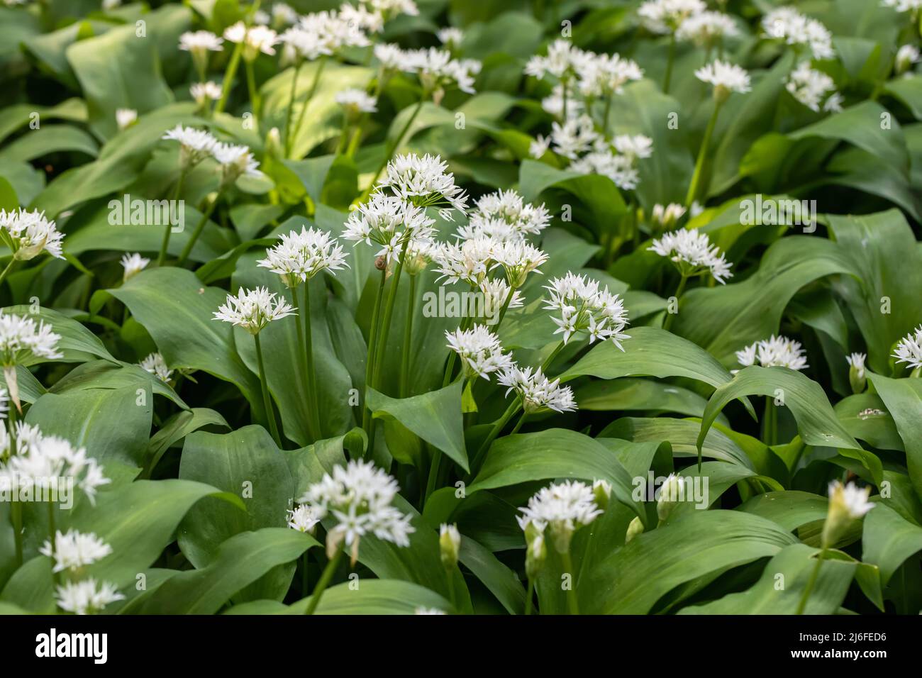 Close up of the white flowers of Wild garlic - Allium Ursinum a pungent plant growing in woodland during April, England, UK Stock Photo