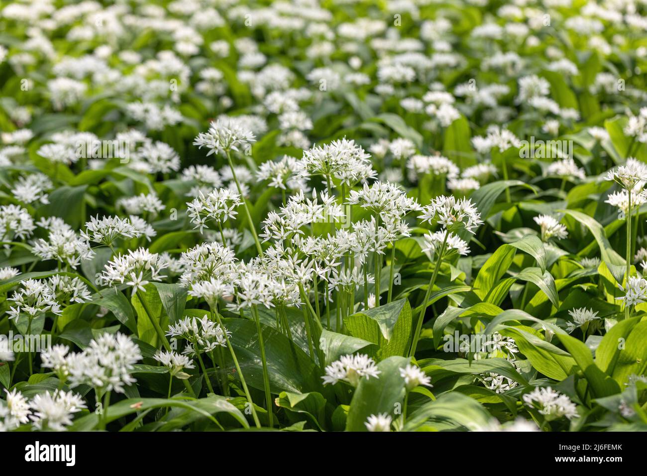 Close up of the white flowers of Wild garlic - Allium Ursinum a pungent plant growing in woodland during April, England, UK Stock Photo