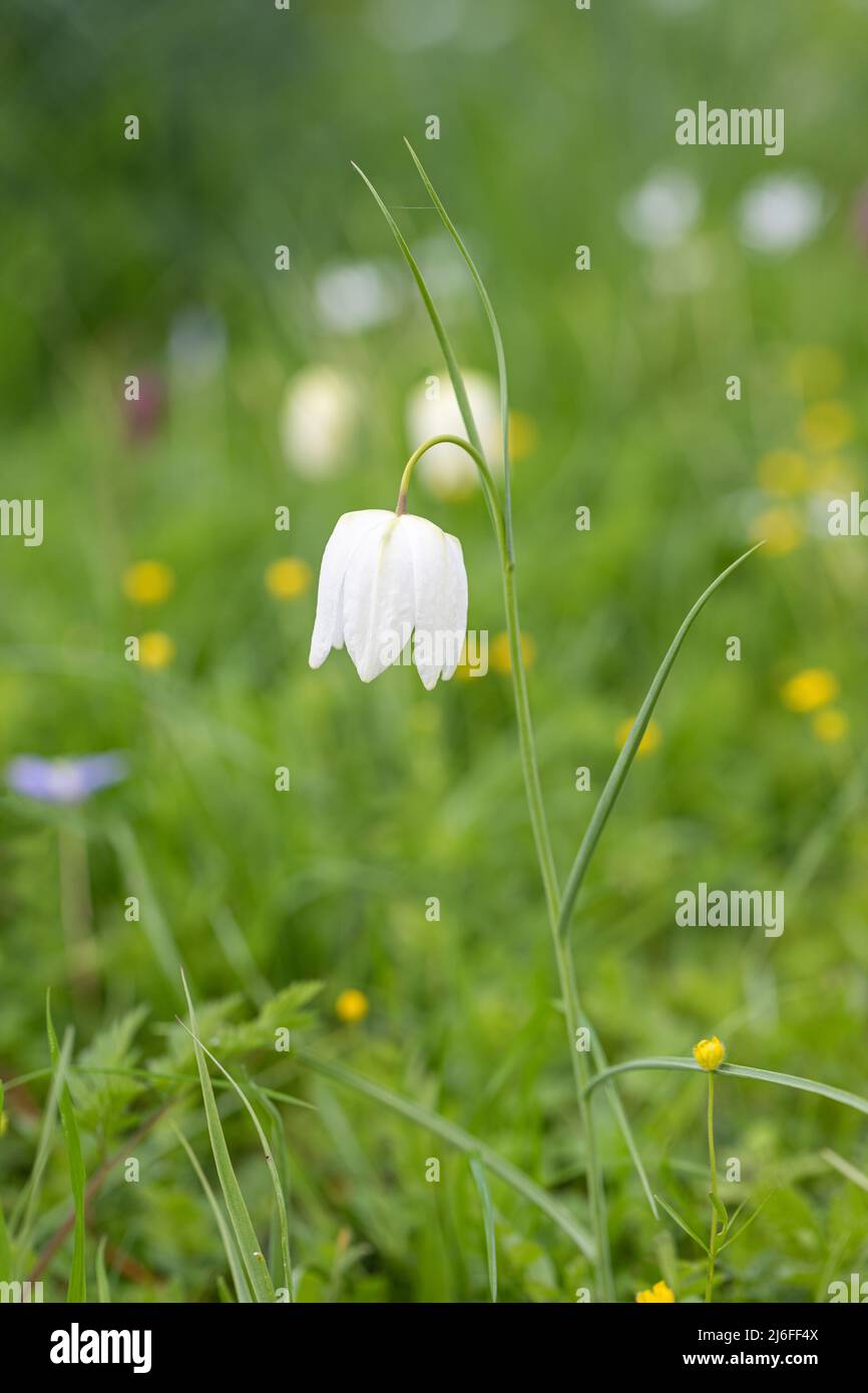 Close up of a white wildflower Fritillaria meleagris (snakeshead fritillary) flowering in a spring meadow in England, UK Stock Photo