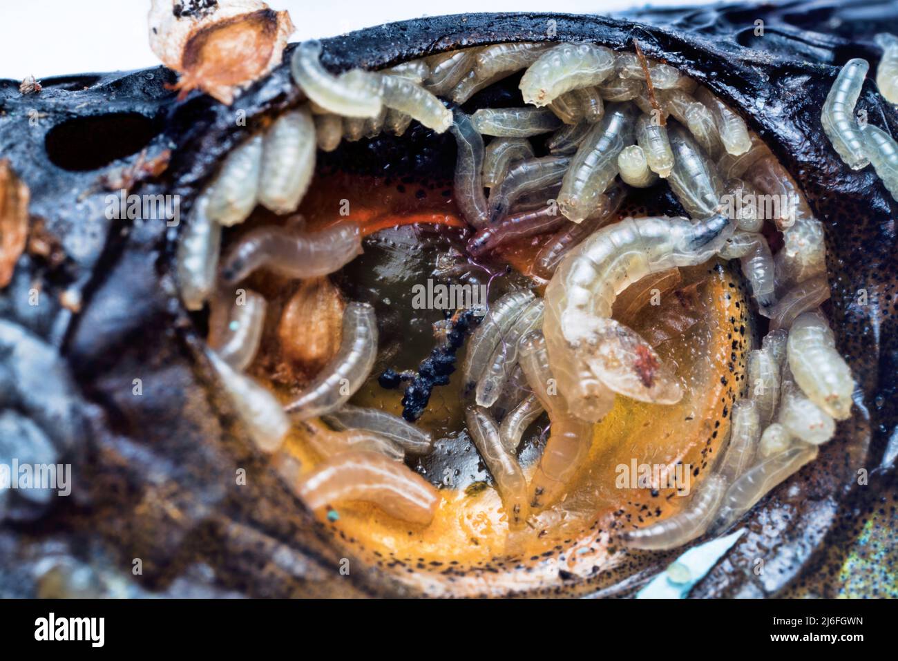 Eggs and fly larvae (pinkie) in fish eye. Larva uses pus or decomposing tissues as food; at same time, healthy cells are destroyed. Parasitic diseases Stock Photo