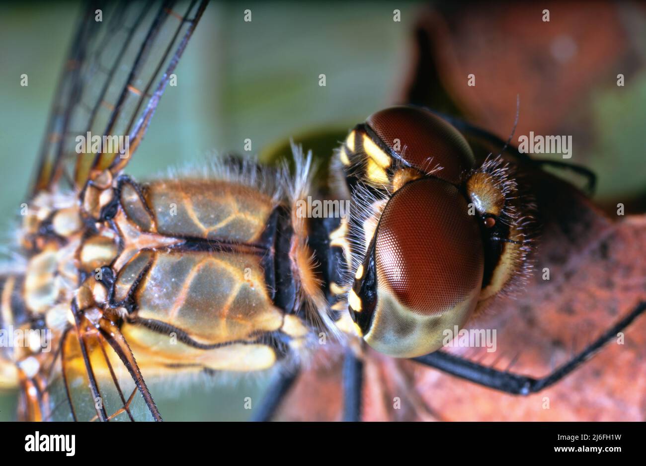 Capsule of head and faceted or compound eyes (ommatidium) of dragonfly. Color vision is characterized by perception of ultraviolet rays poor discrimin Stock Photo