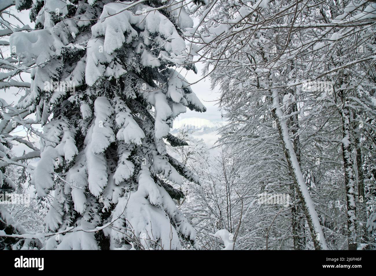 The Oriental spruce (Picea orientalis), columnar spruce is covered with snow. Caucasus Mountains Stock Photo