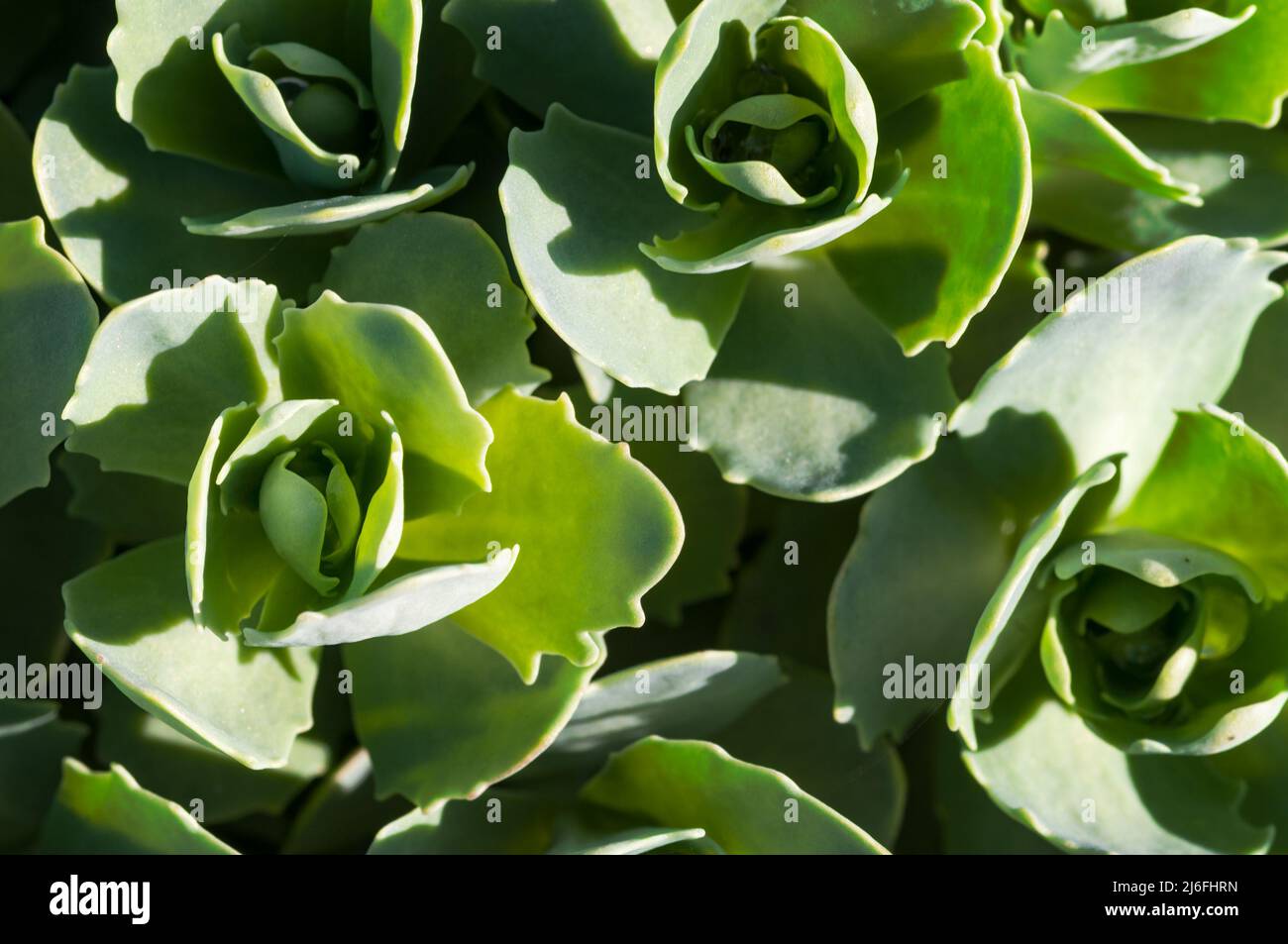 Ground cover plants hi-res stock photography and images - Alamy