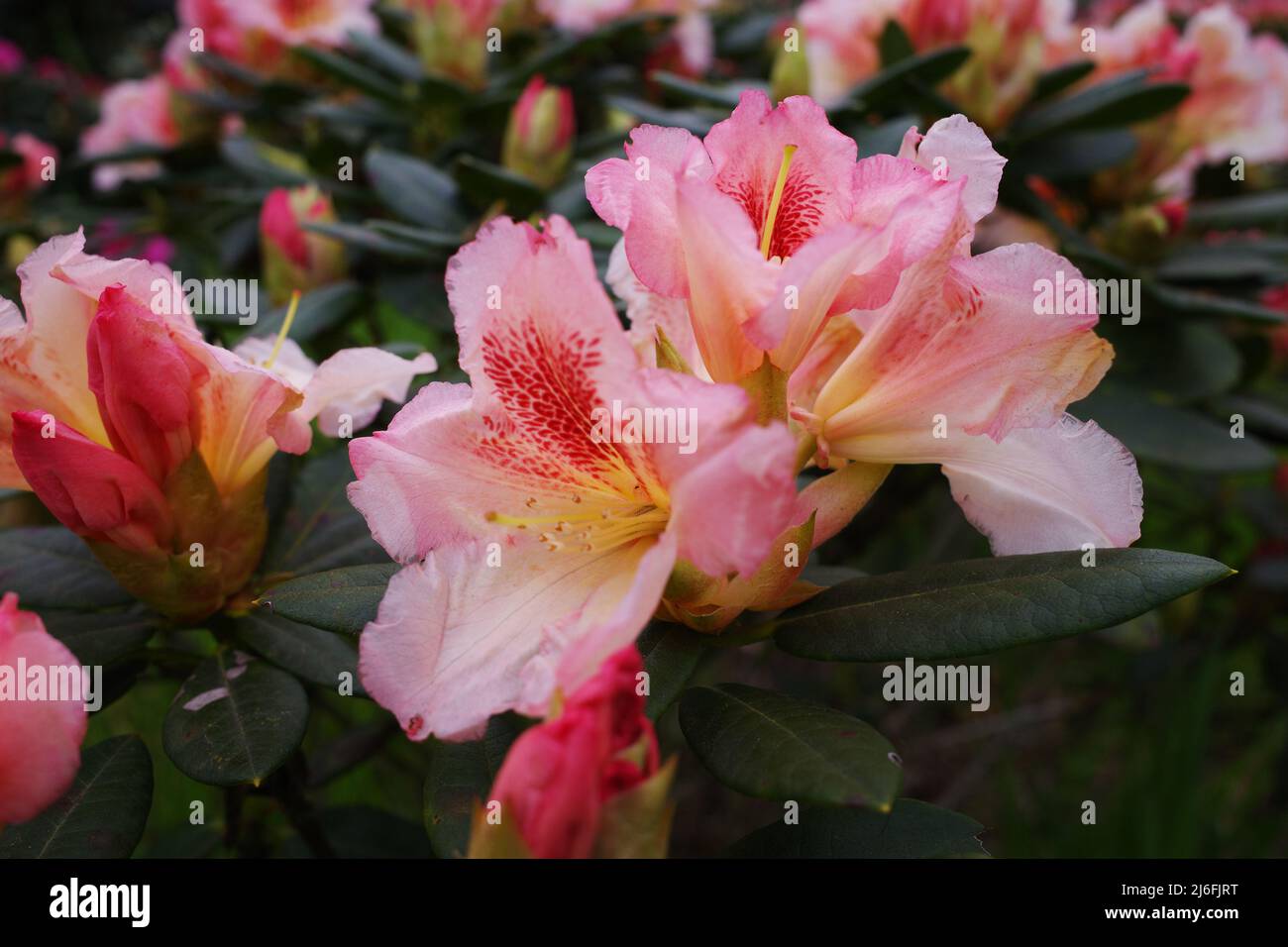 Rhododendron is a woody plant. It is either evergreen or deciduous and found mainly in Asia. It is part of  the  Ericaceae family. Salmon coloured Stock Photo