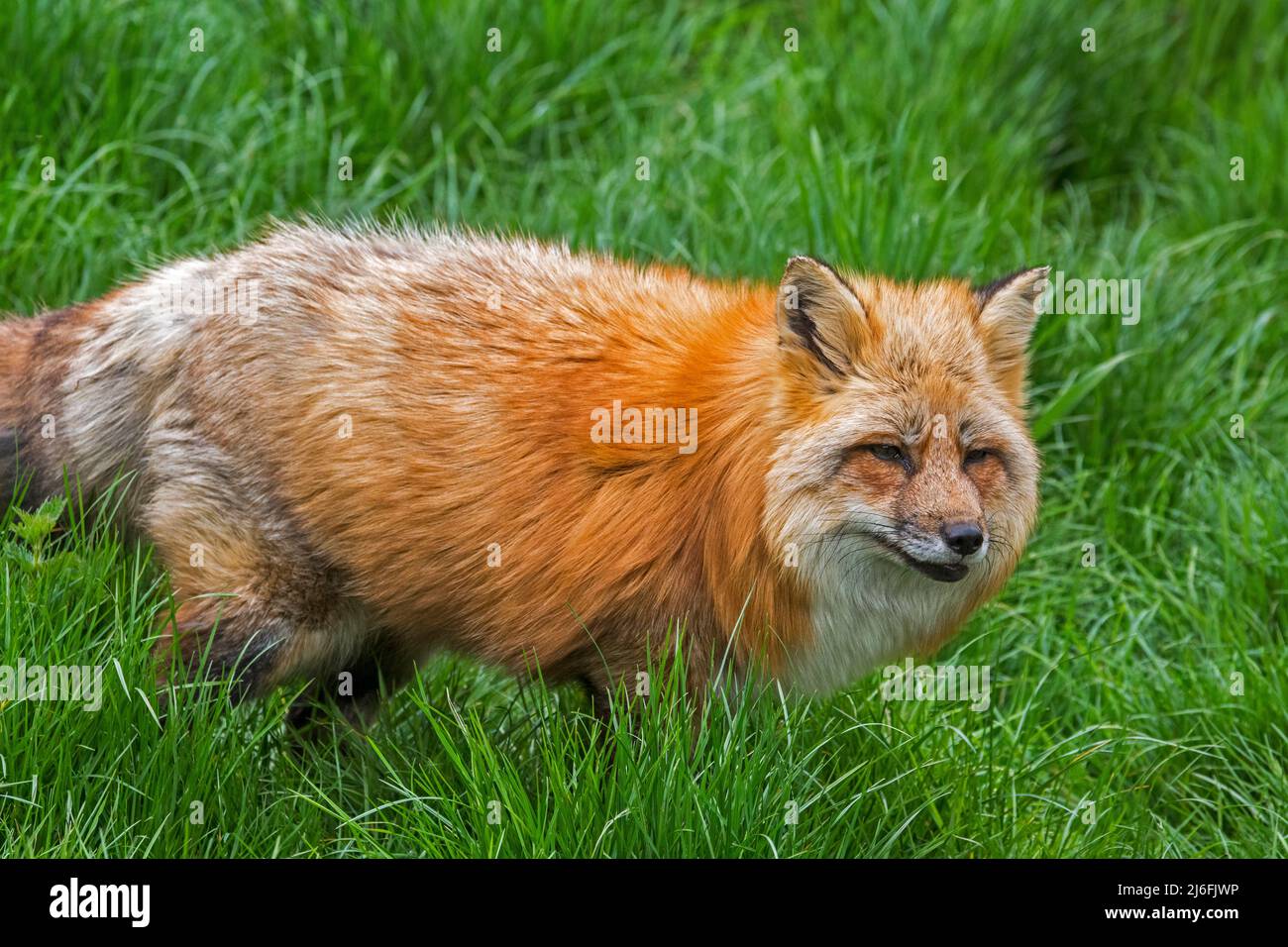 Red fox (Vulpes vulpes) in thick winter coat / fur hunting mice, voles and insects in long grass in field / grassland / meadow in spring Stock Photo
