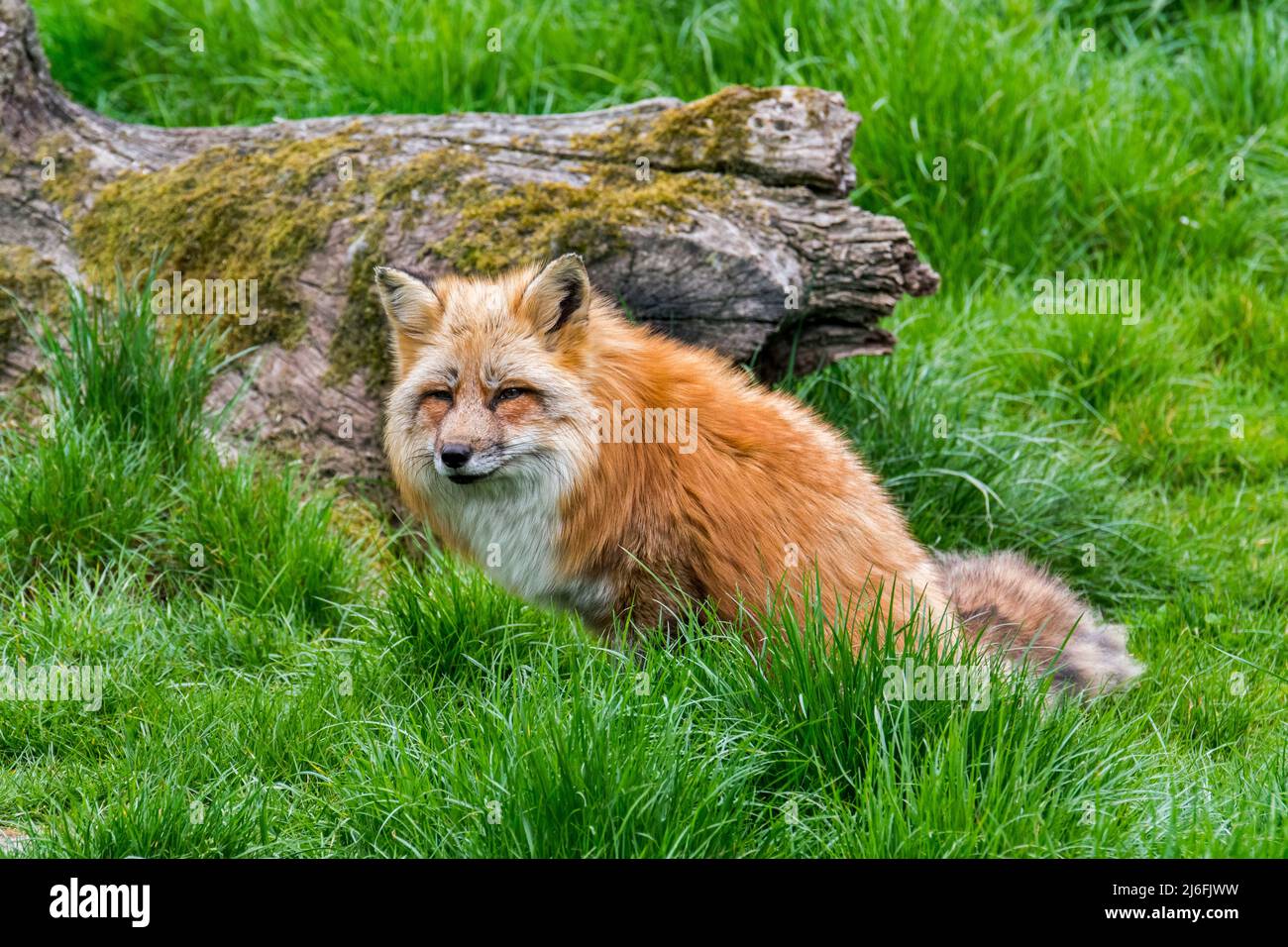 Red fox (Vulpes vulpes) in thick winter coat / fur hunting mice, voles and insects in long grass in field / grassland / meadow in spring Stock Photo