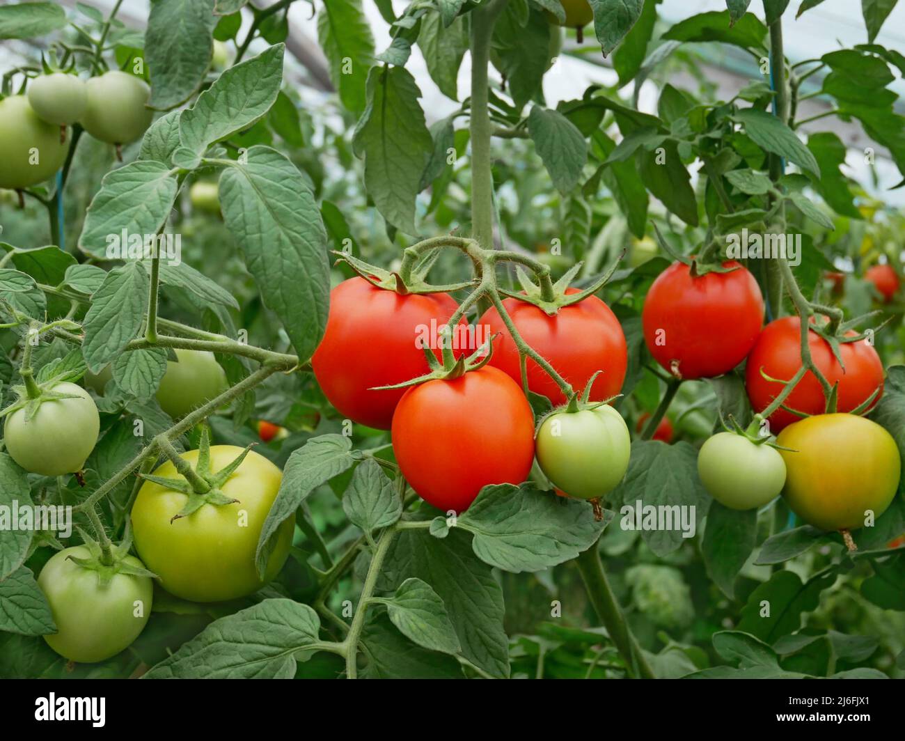 Ripe red and ripening green and yellowish tomatoes hanging and growth on the plants in greenhouse in summertime, closeup Stock Photo