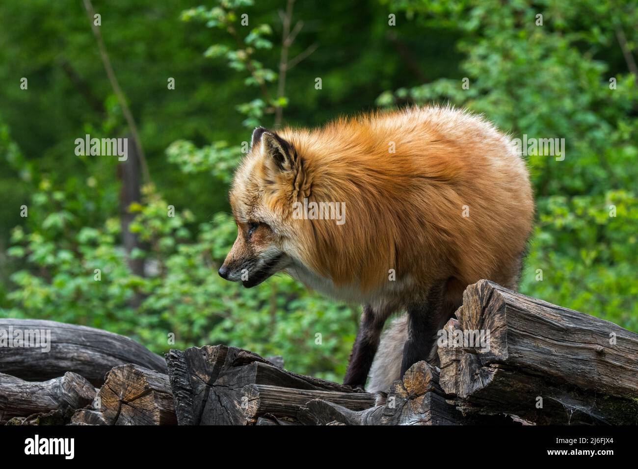 Red fox (Vulpes vulpes) in thick winter coat / fur on wood pile at forest's edge in spring Stock Photo