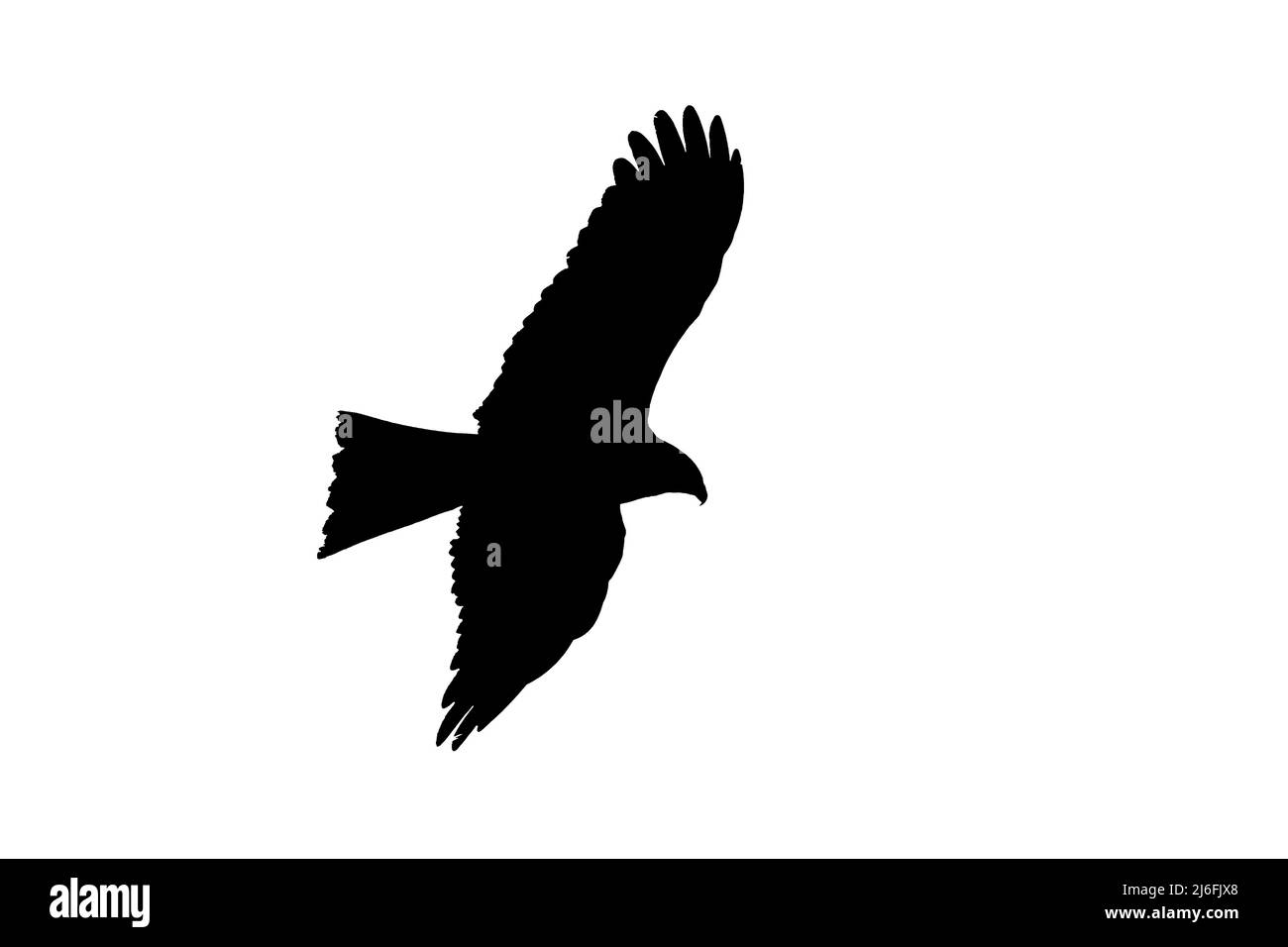 Silhouette of soaring black kite (Milvus migrans) in flight outlined against white background to show wings and tail shapes Stock Photo