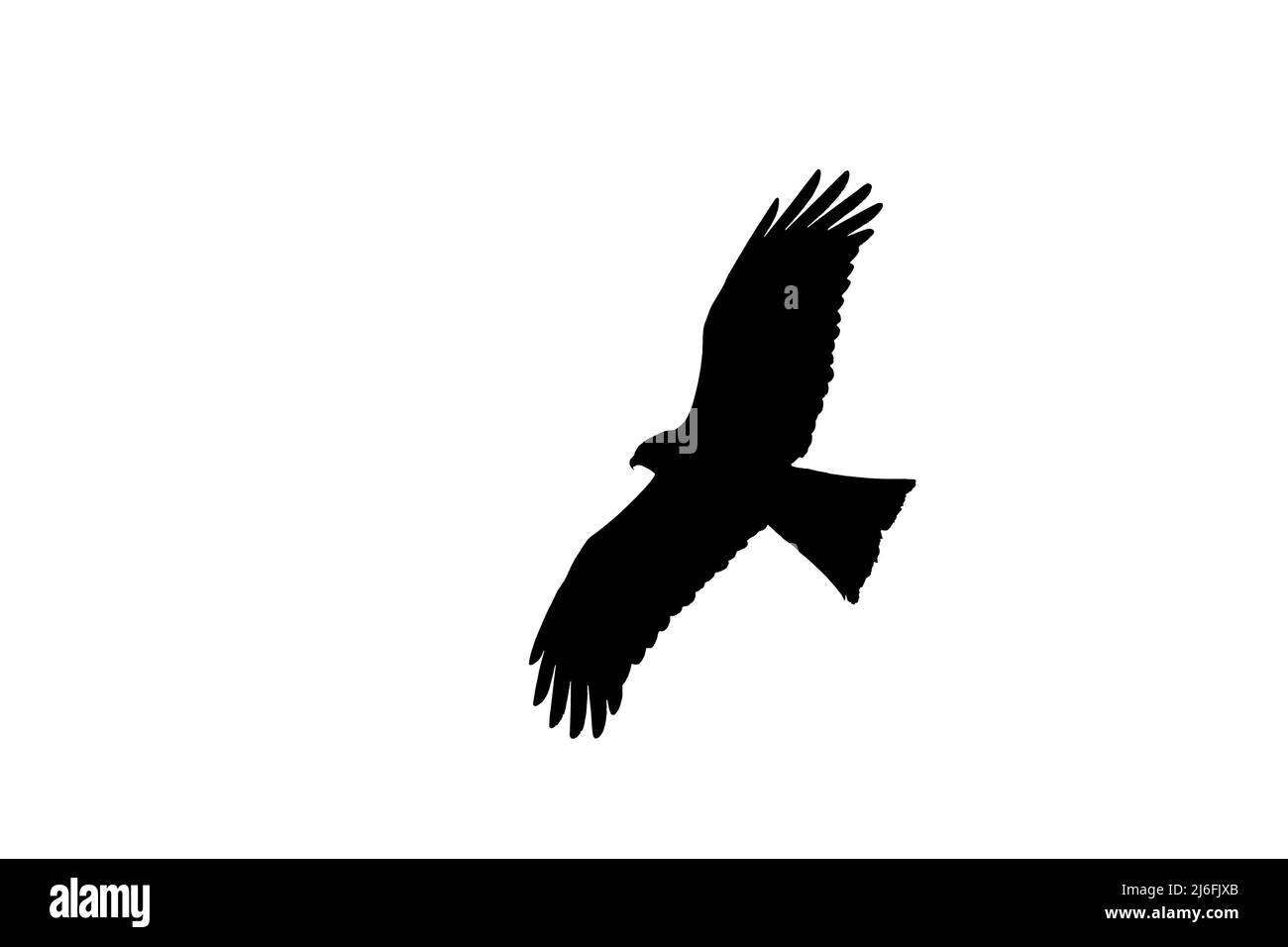 Silhouette of soaring black kite (Milvus migrans) in flight outlined against white background to show wings and tail shapes Stock Photo