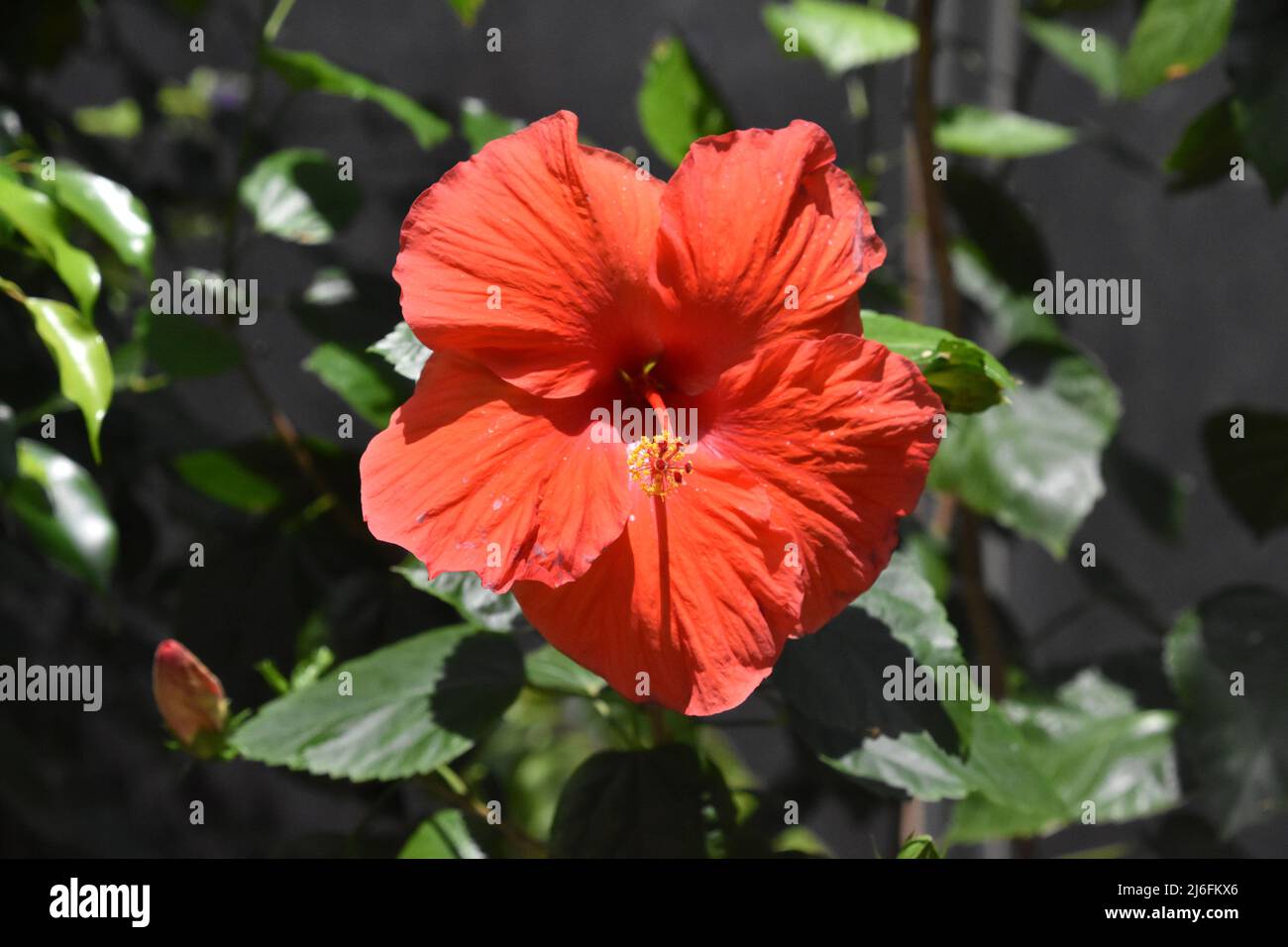 Brilliant red hibiscus flower blooming and flowering in a garden. Stock Photo