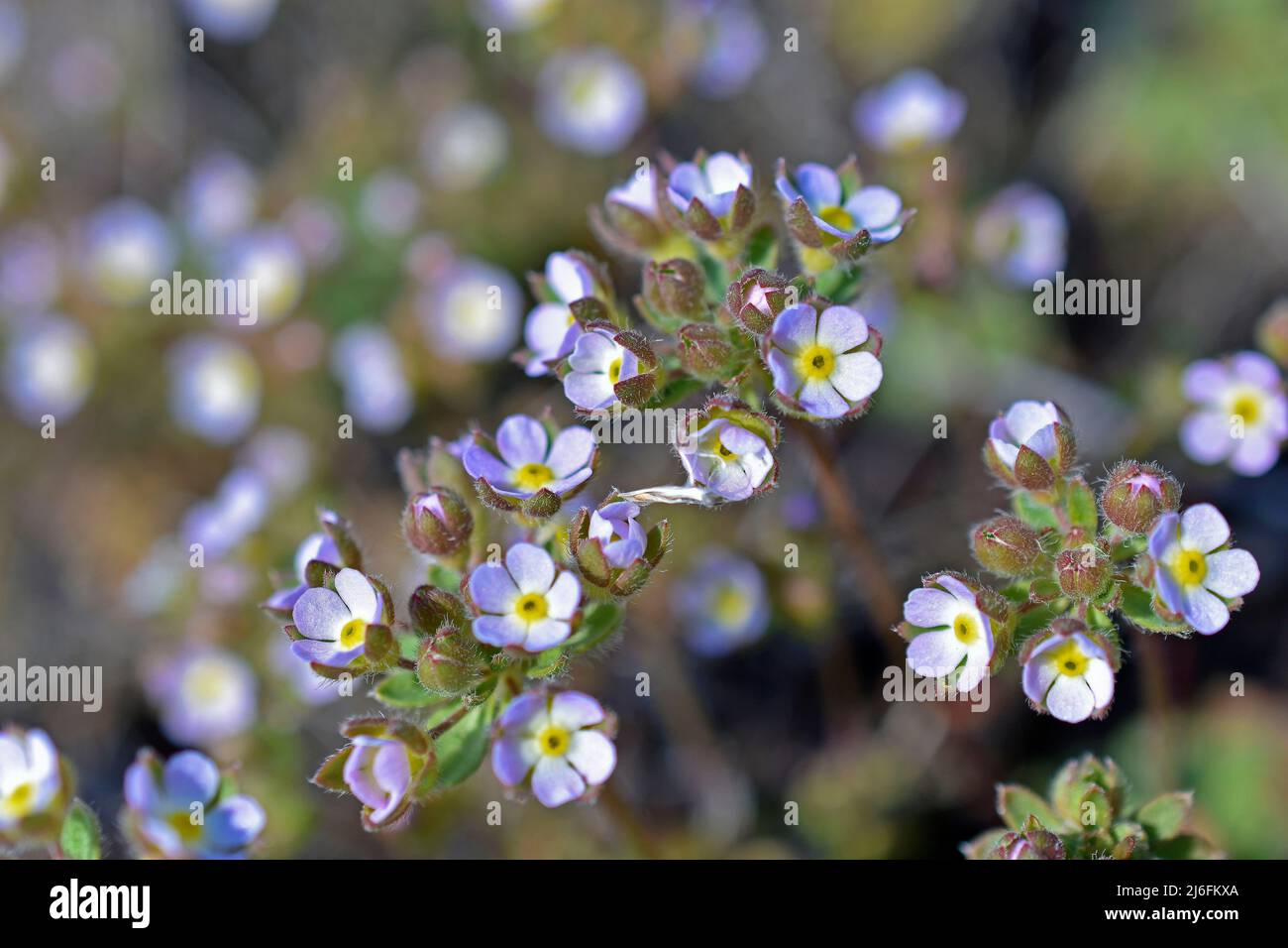 Purple flowers of the great breakwater Androsace maxima subsp. caucasica Stock Photo
