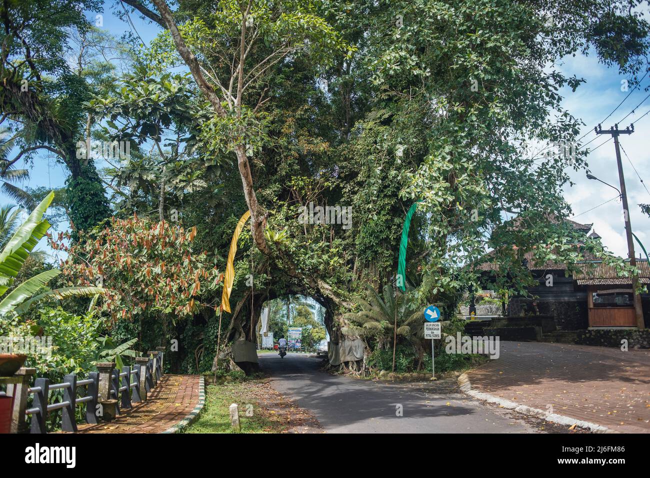 Bunut Bolong, the giant hollow banyan tree in the village of Manggisan, Jembrana Regency, Bali, Indonesia. The tree is a natural landmark thats sanctified by locals. Stock Photo