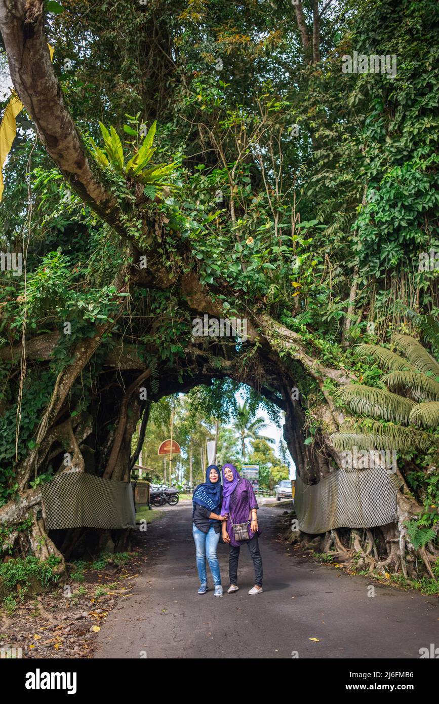 Bunut Bolong, the giant hollow banyan tree in the village of Manggisan, Jembrana Regency, Bali, Indonesia. The tree is a natural landmark thats sanctified by locals. Stock Photo