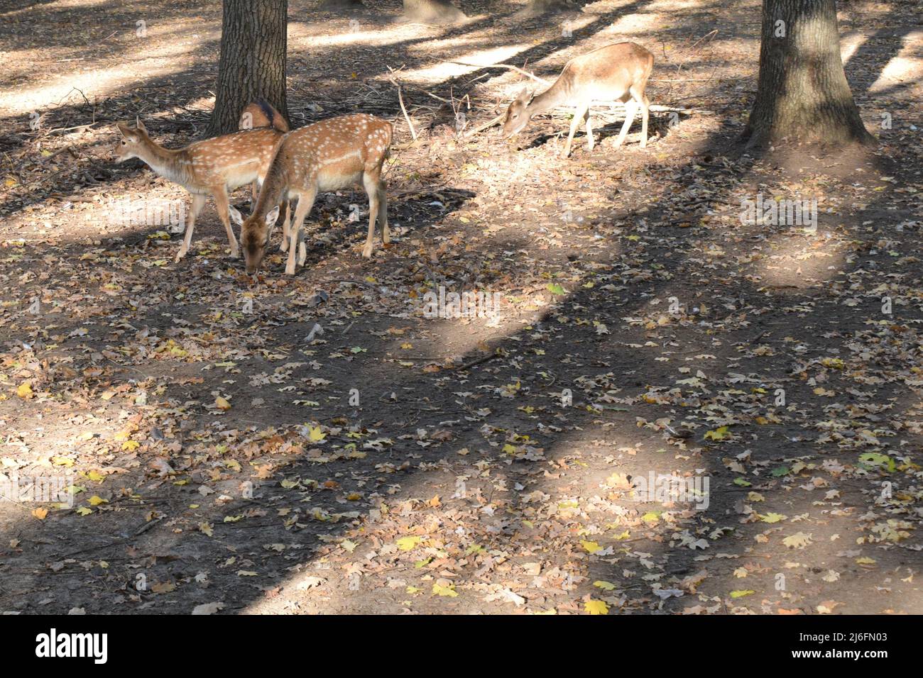 The chital (Axis axis), also known as spotted deer, chital deer, and