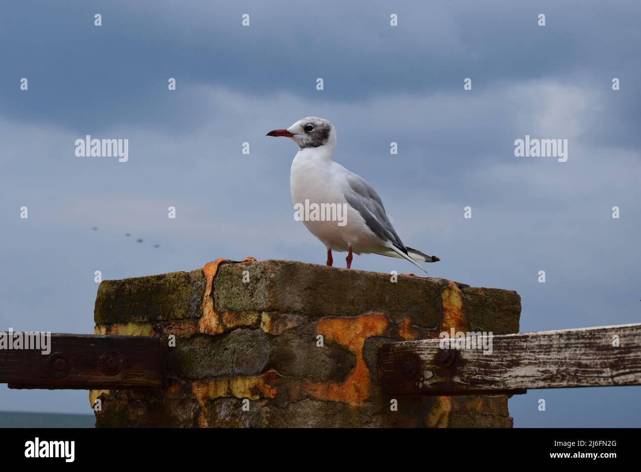 One seagull sits on a old sea pier. The European herring gull, Seagull on the beach pier railing. Close-up of seagull bird. Stock Photo