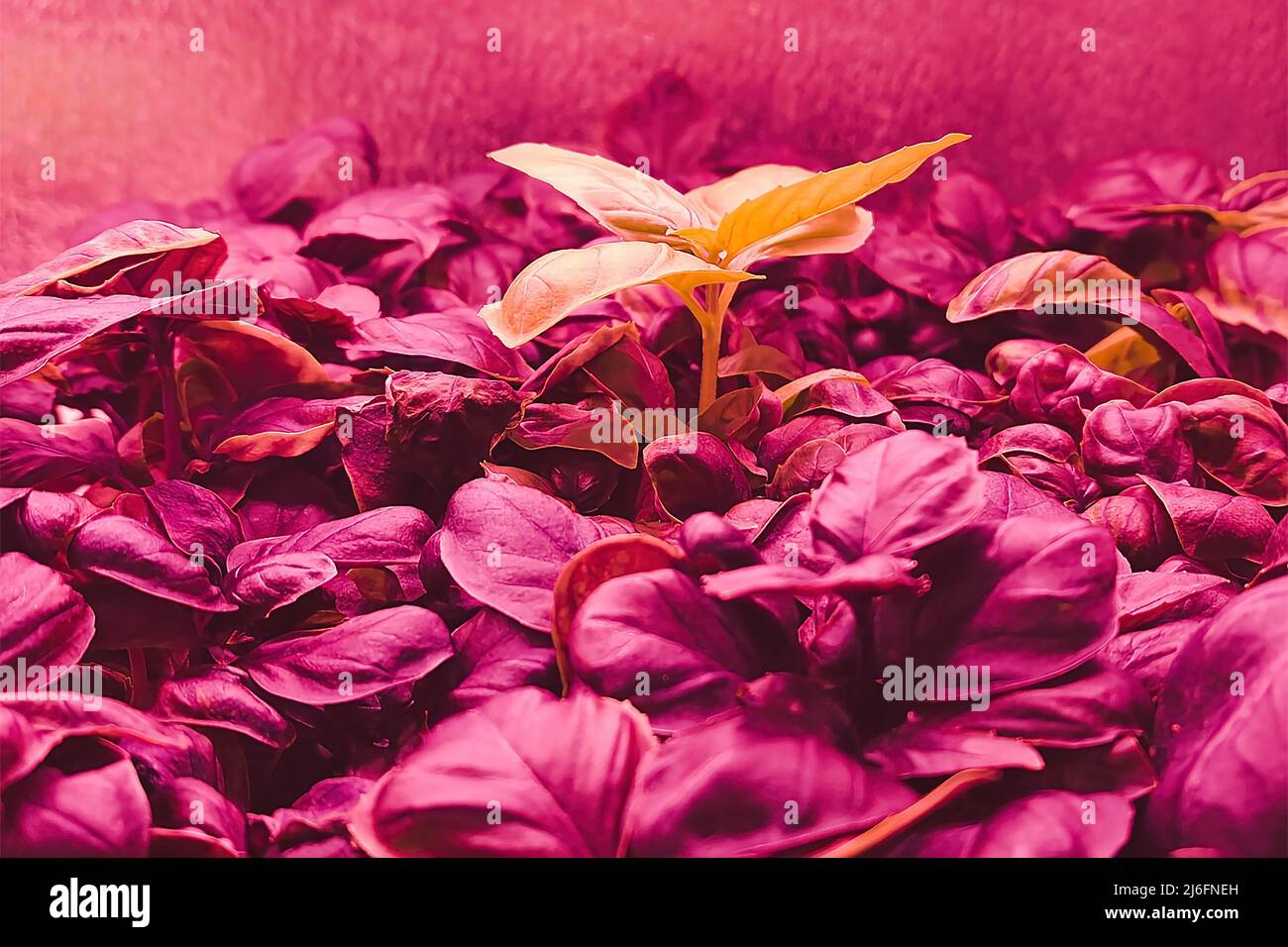 LED grow full spectrum lights for growing plants. Young plants of basil grow in vertical plant