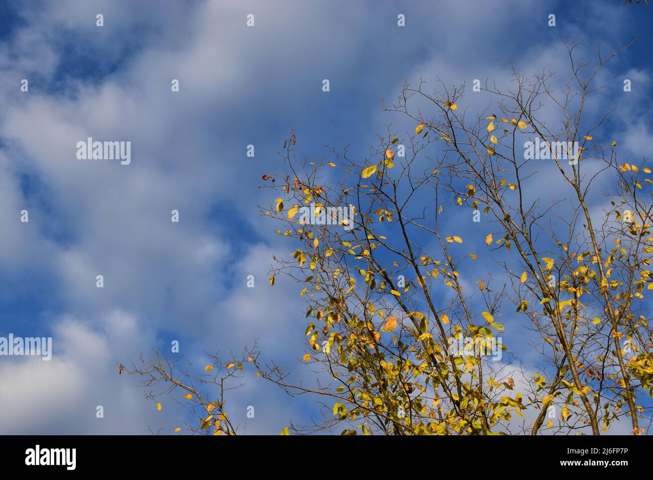 Fall leaves trees against blue sky. Autumn nature season landscape background. Copy space Stock Photo