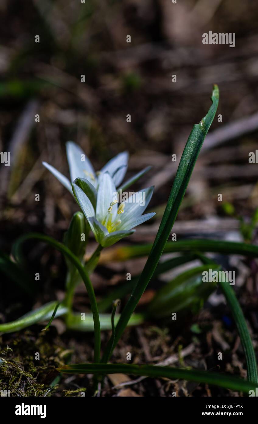 White star-of-Bethlehem flower in woodland on defocused background Stock Photo