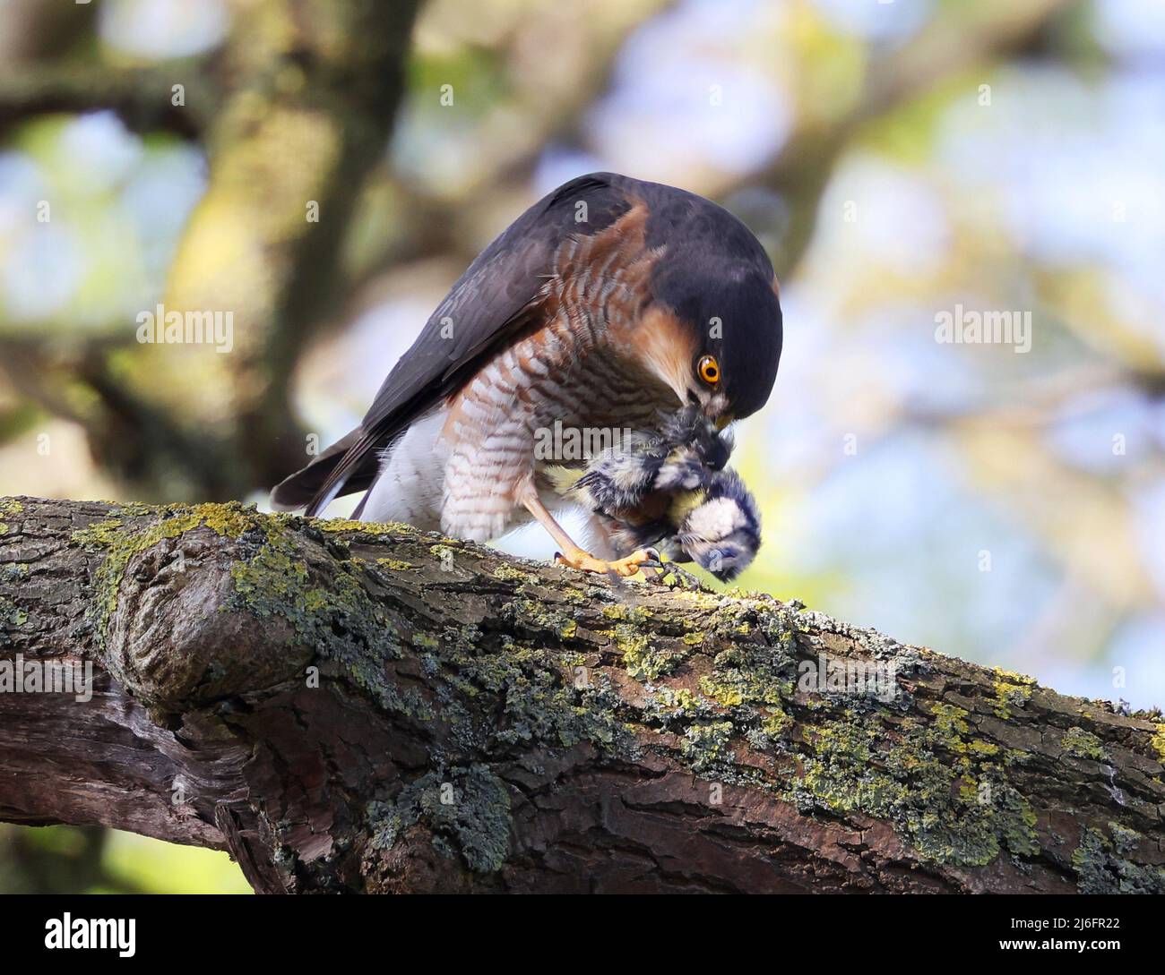 Sparrowhawk In Pittville Park Cheltenham Gloucestershire Stock Photo ...