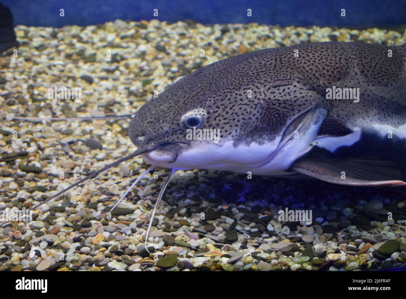 Large aquarium best sale catfish