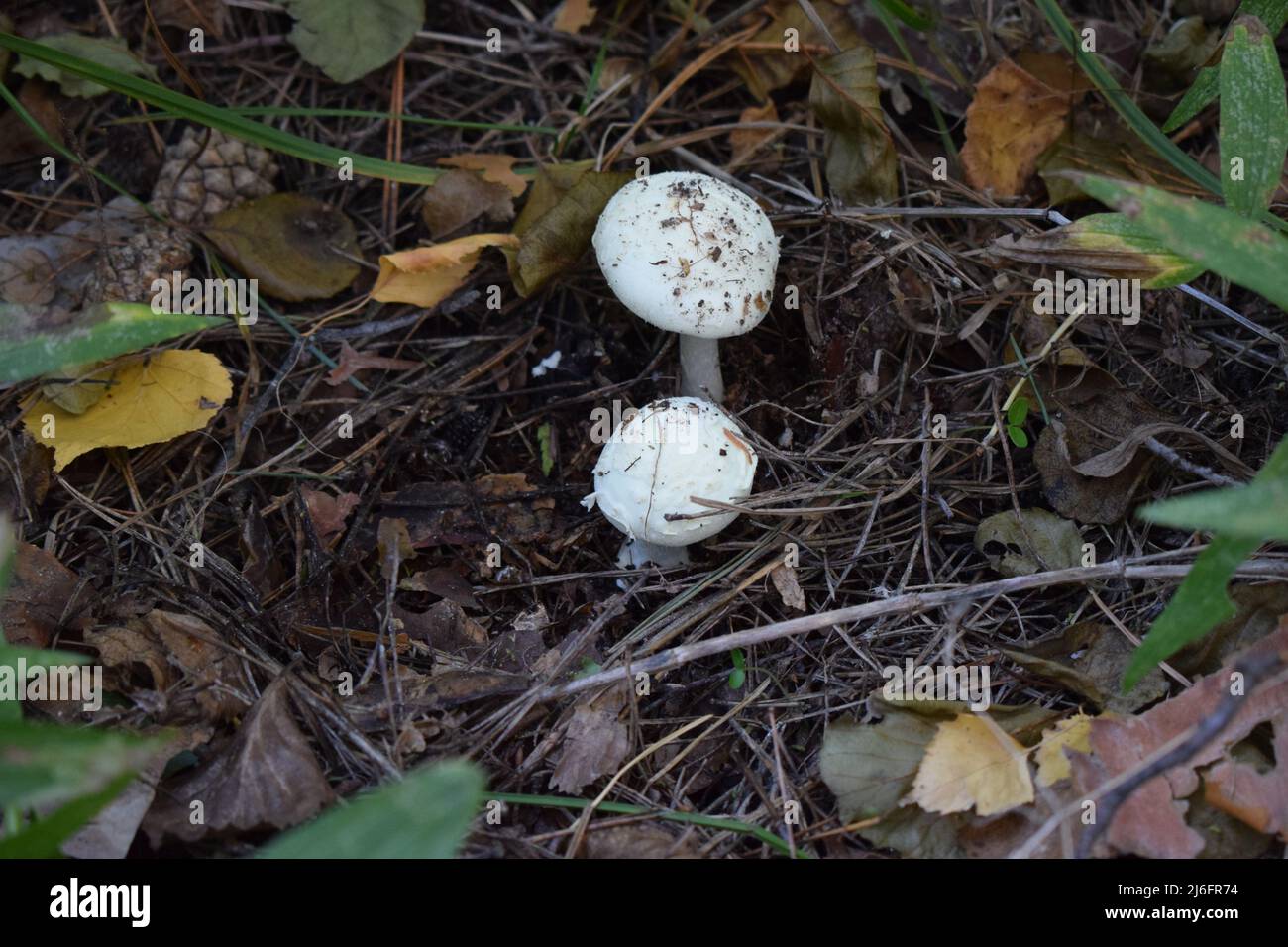 Mushrooms growing in the forest. Selectiv focus. White mushroom in the grass Stock Photo