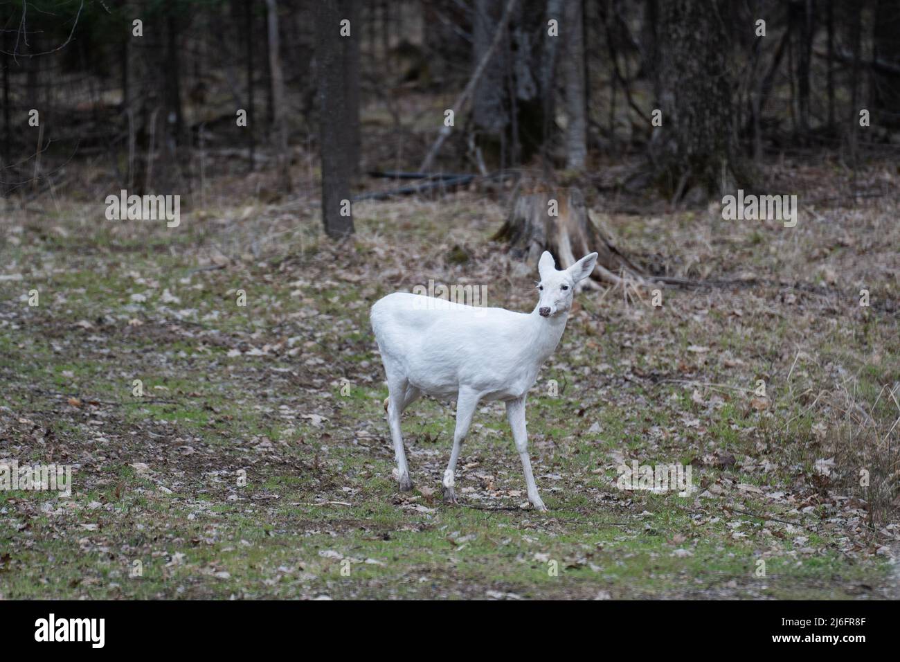 White Albino Deer Walking Through Forest Stock Photo Alamy