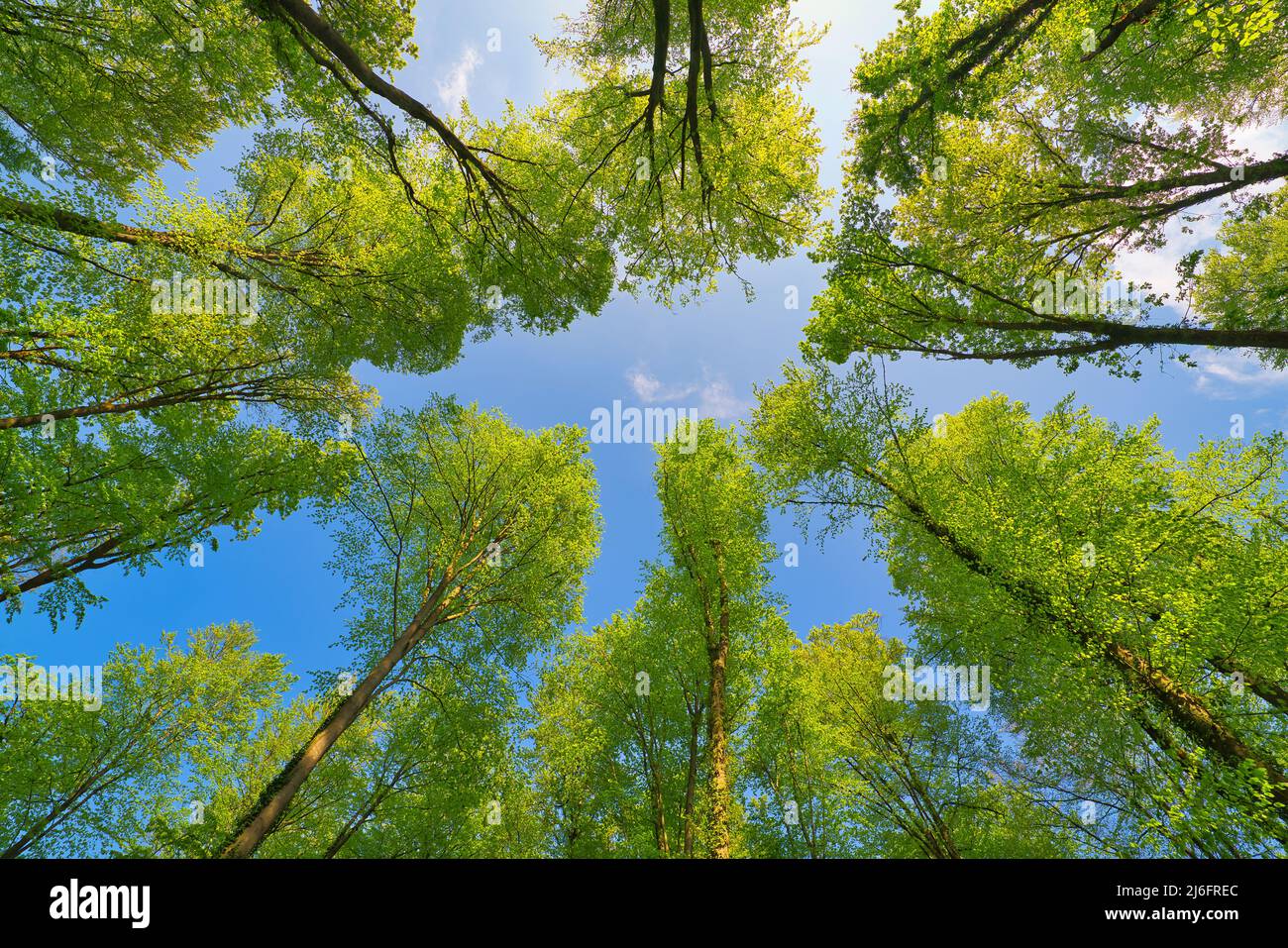 Tree Direction A great view up into the trees direction sky in may, Germany Stock ...