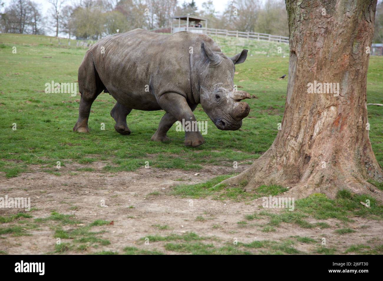 Southern White Rhino, Whipsnade Zoo, England. Stock Photo