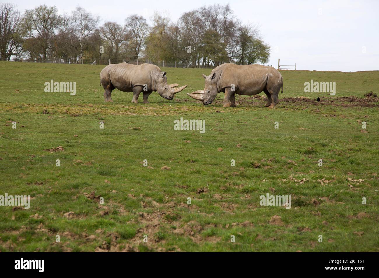 Southern White Rhino, Whipsnade Zoo, England. Stock Photo